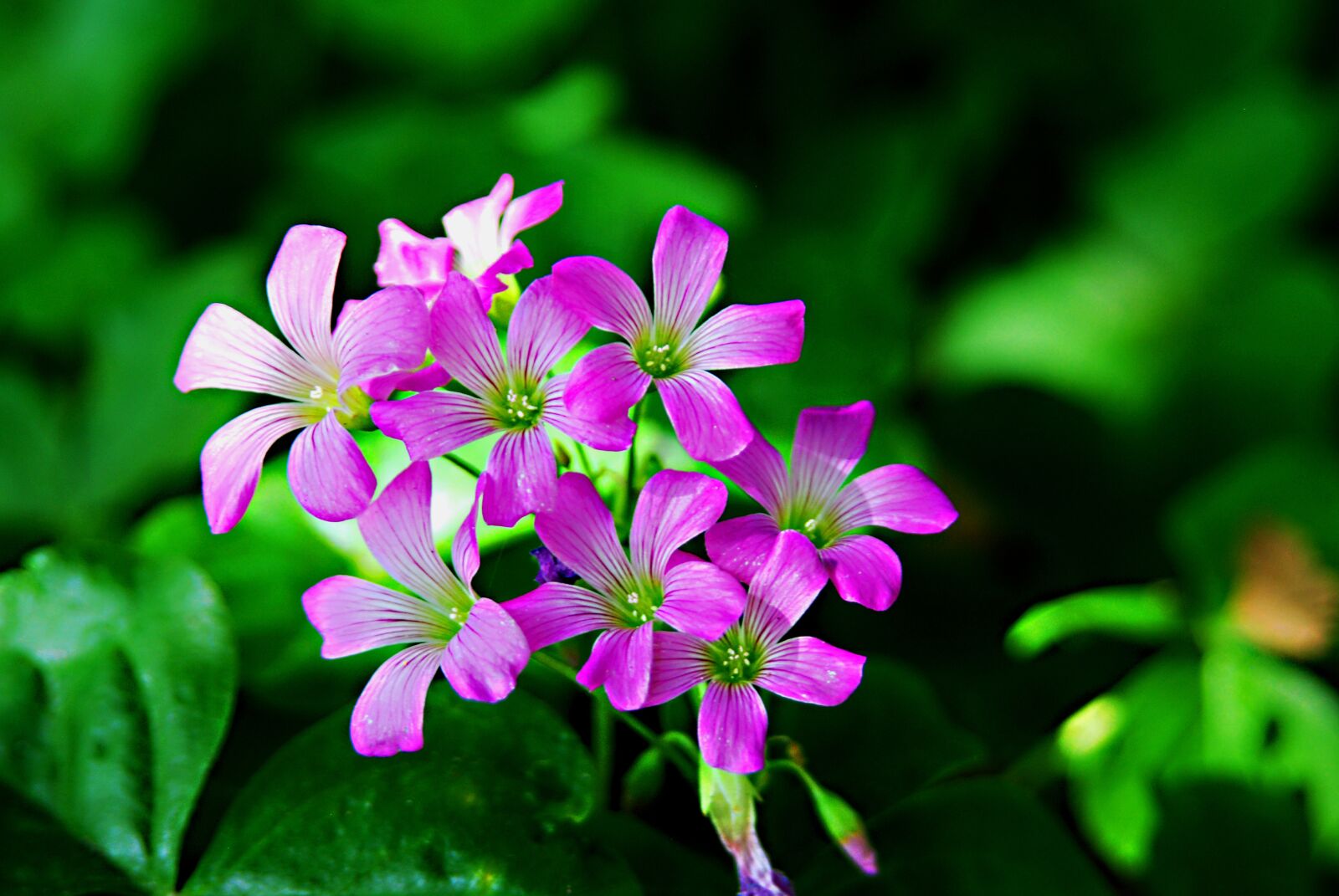 Nikon D80 sample photo. Wildflowers, wild violets, purple photography