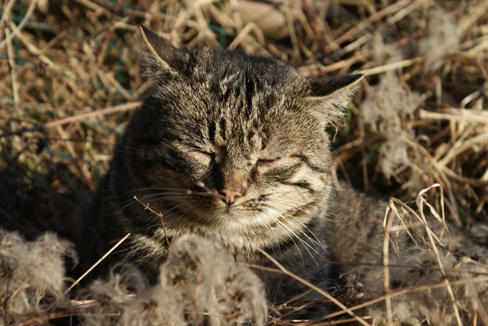 Sony Alpha DSLR-A200 sample photo. Cat, wild, rest photography