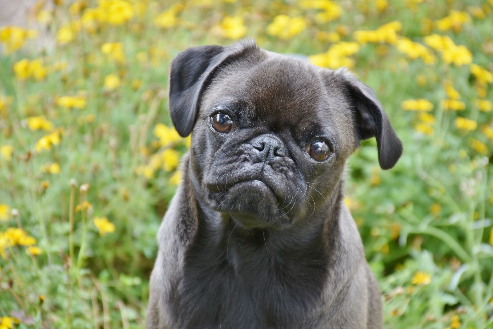 Nikon D7200 sample photo. Pug, dog, small photography
