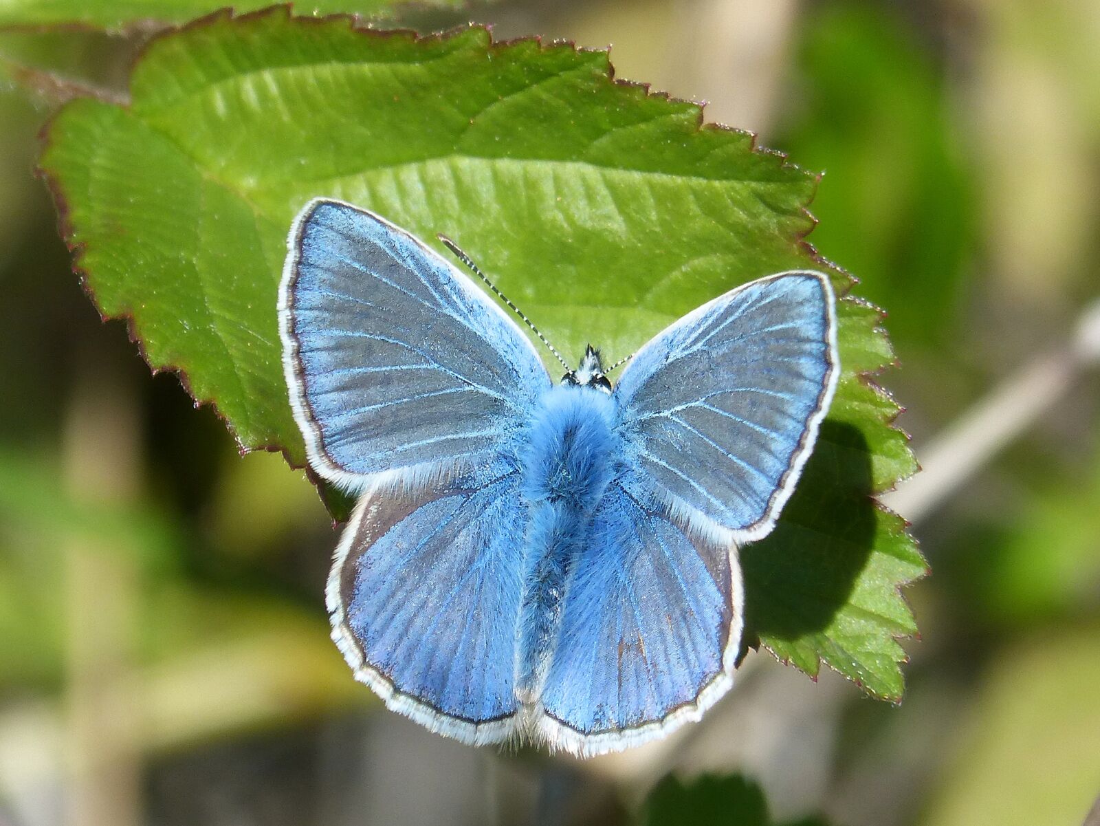 Panasonic DMC-FZ62 sample photo. Butterfly, blue butterfly, blaveta photography