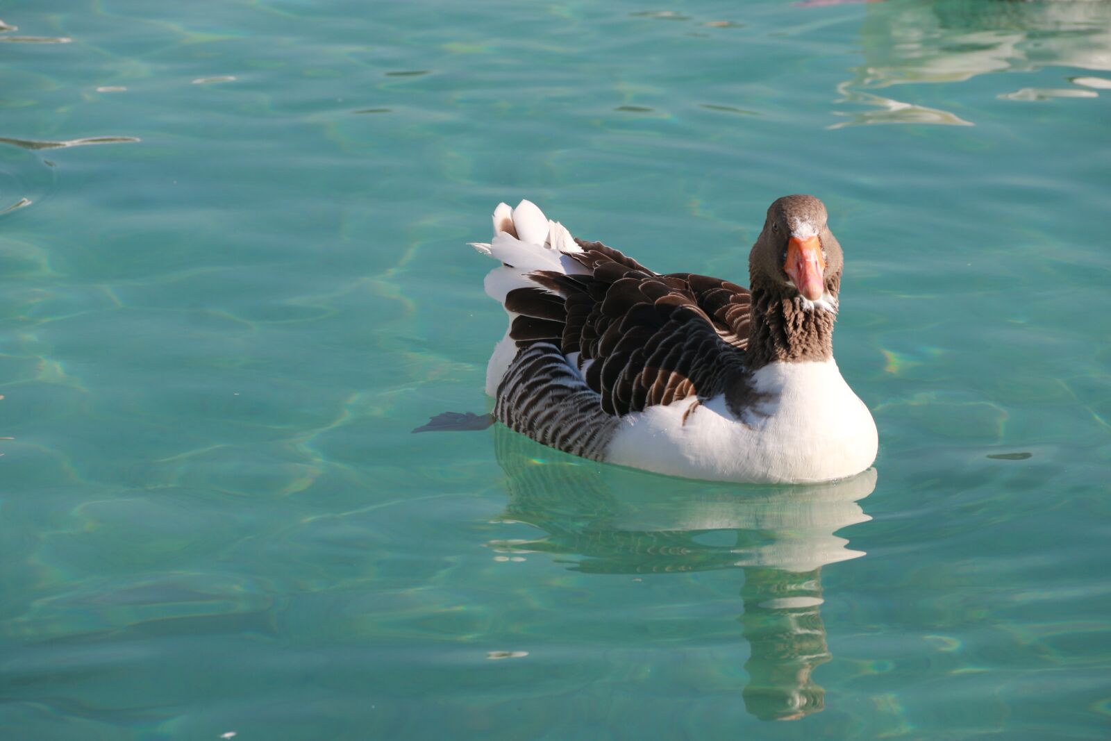 Canon EF-S 18-135mm F3.5-5.6 IS sample photo. Duck, marine, bird photography