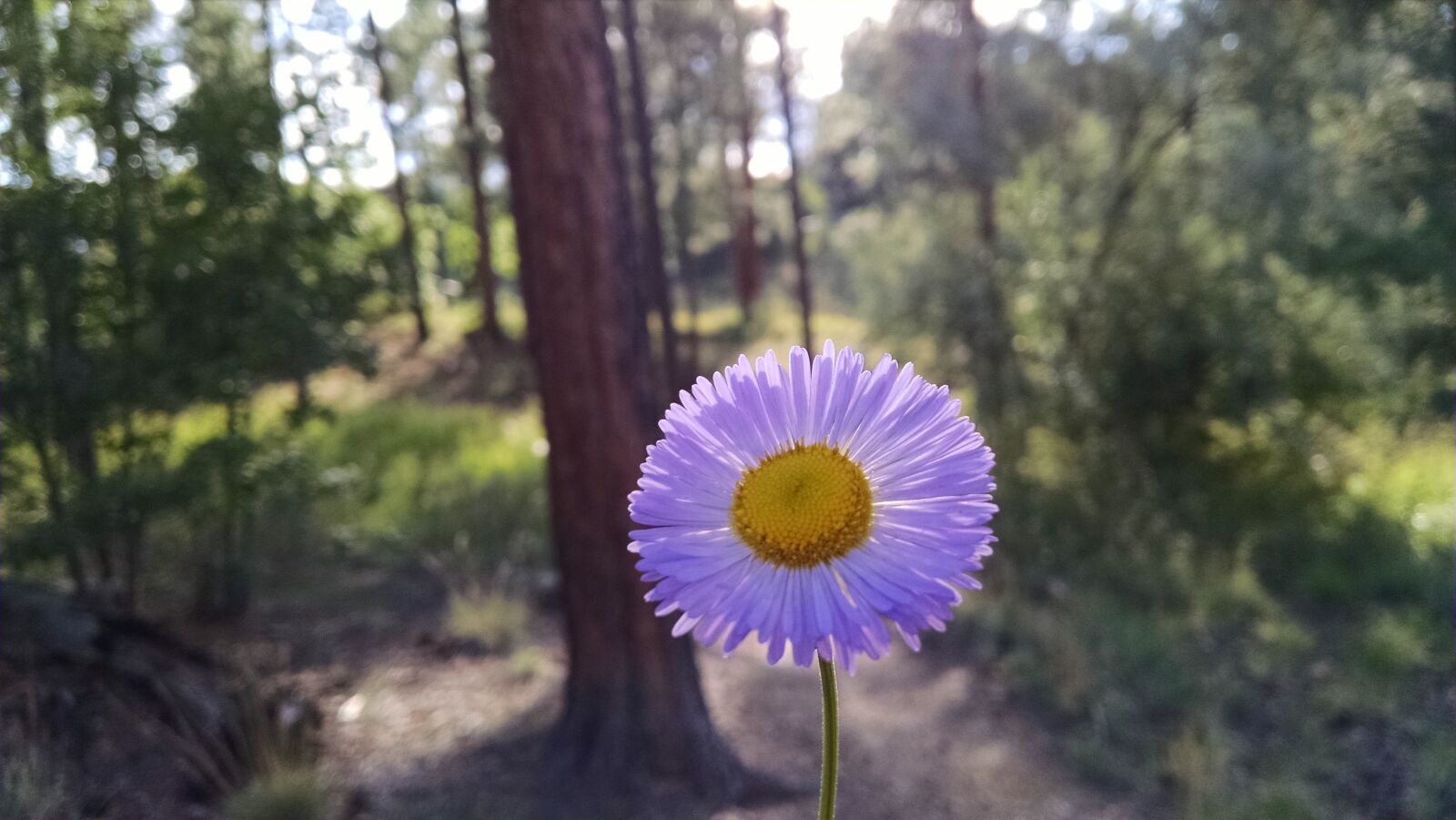 Motorola XT1080 sample photo. White, petal, flower, near photography