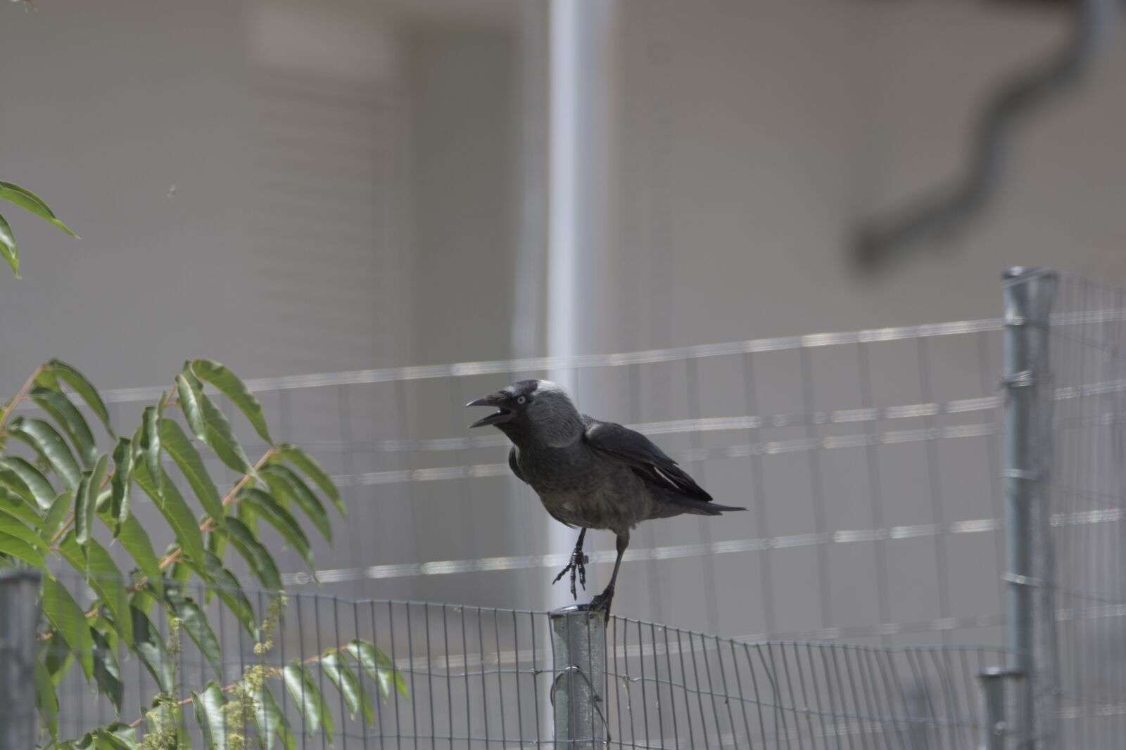 Nikon D7200 sample photo. Corvus cornix, play, bird photography