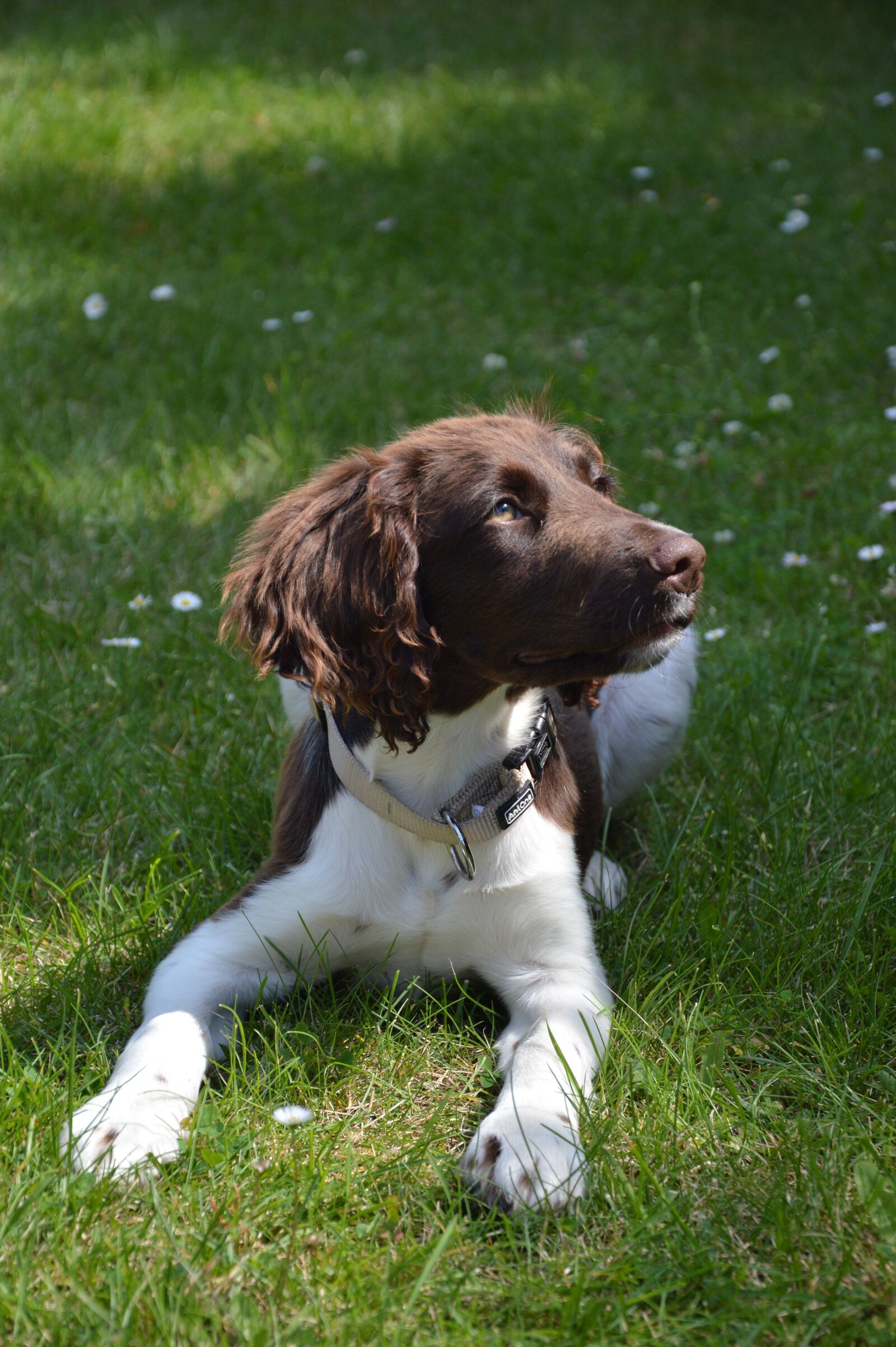 Nikon D3200 sample photo. Dog, puppy, animal photography