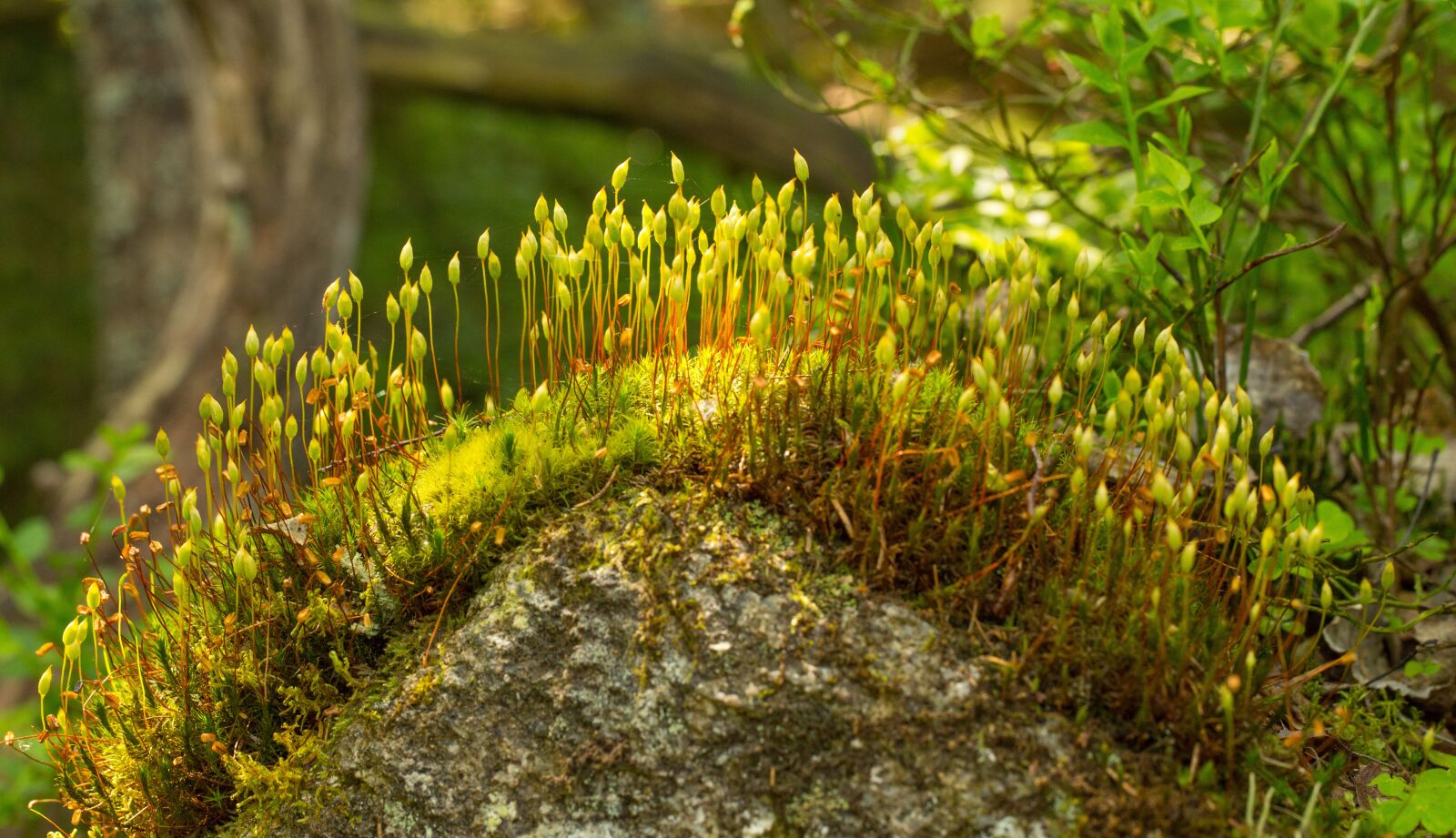 Canon EF 100mm F2.8L Macro IS USM sample photo. Nature, plant, wood photography