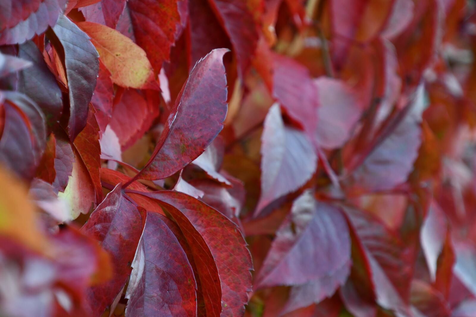 Nikon D7500 sample photo. Autumn, foliage, burgundy photography