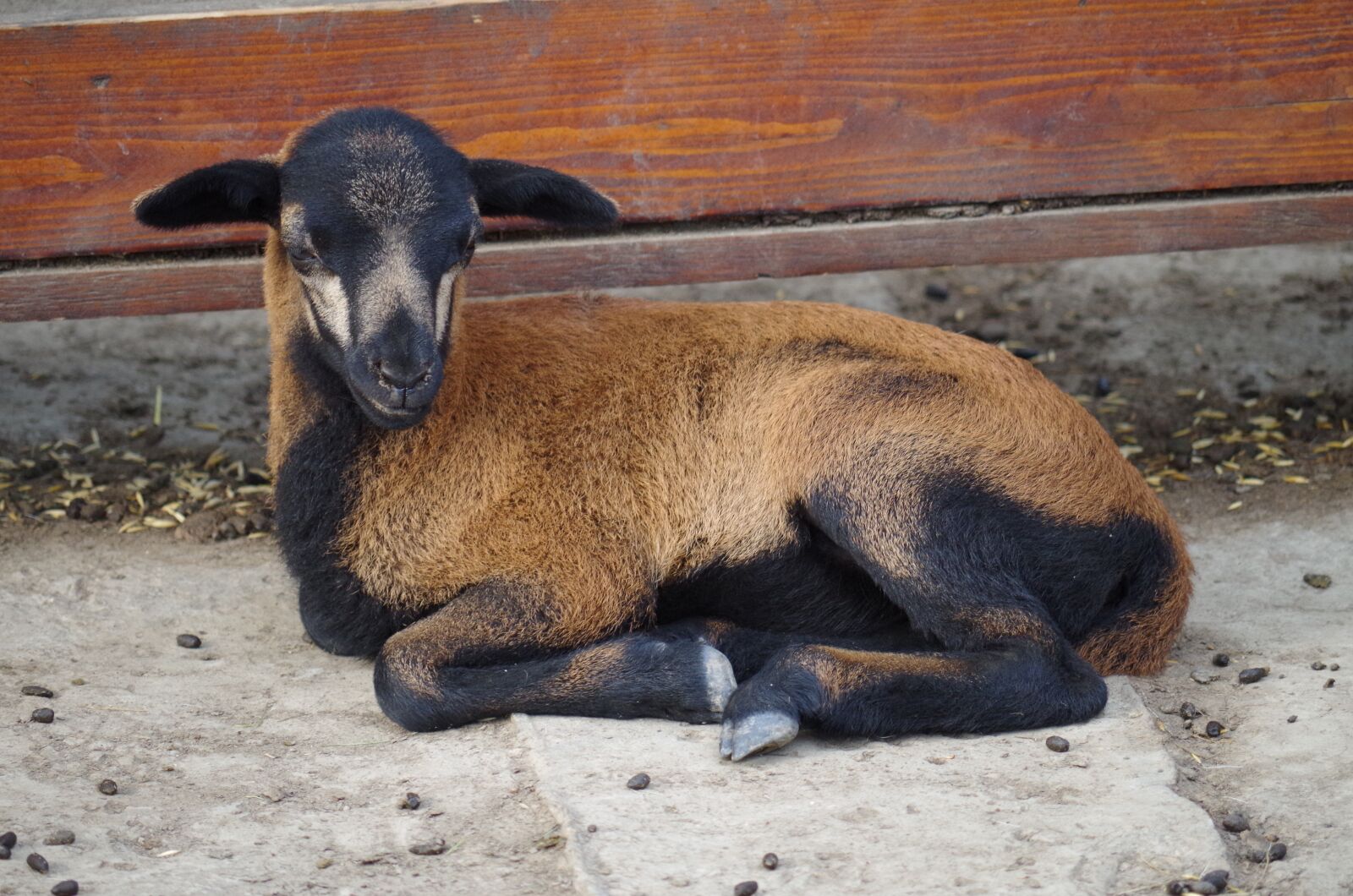 Pentax K-500 sample photo. Farm, goat, animal photography