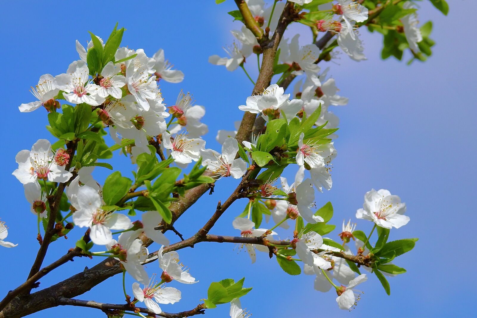 Nikon Coolpix P900 sample photo. Flower, branch, nature photography