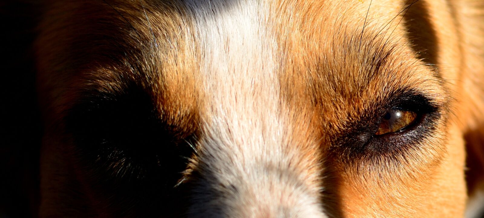 Nikon D7100 sample photo. Dog, look, animal photography