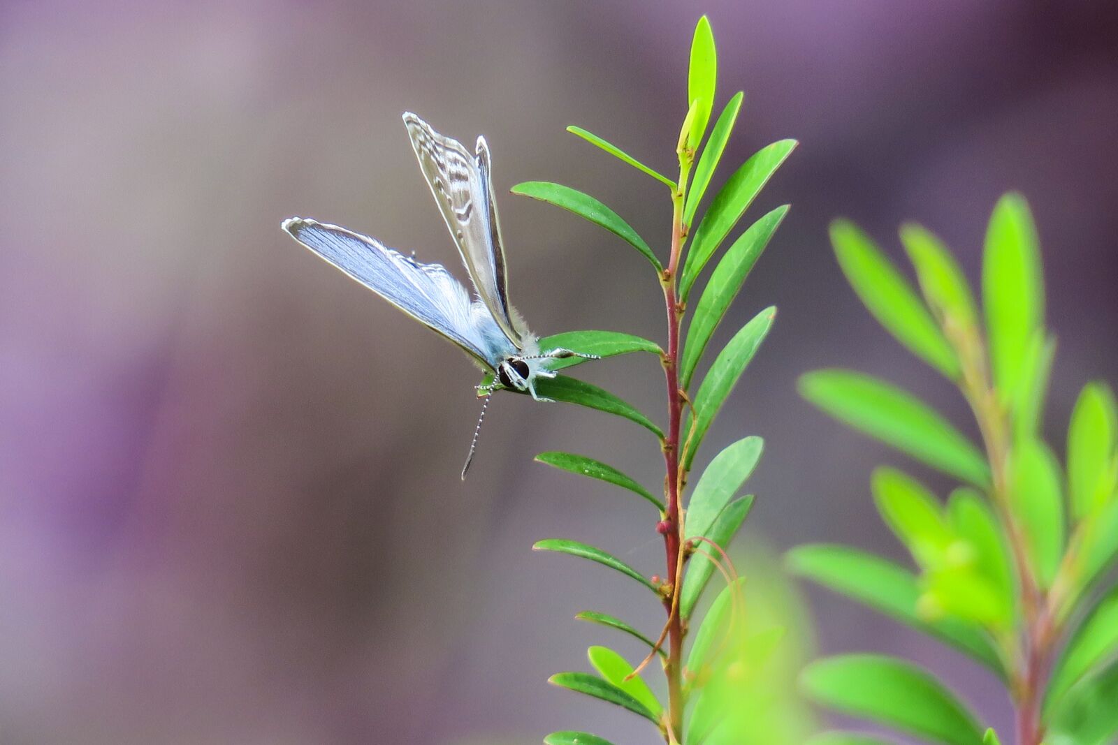 Canon PowerShot G3 X sample photo. Butterfly, nature, insect photography
