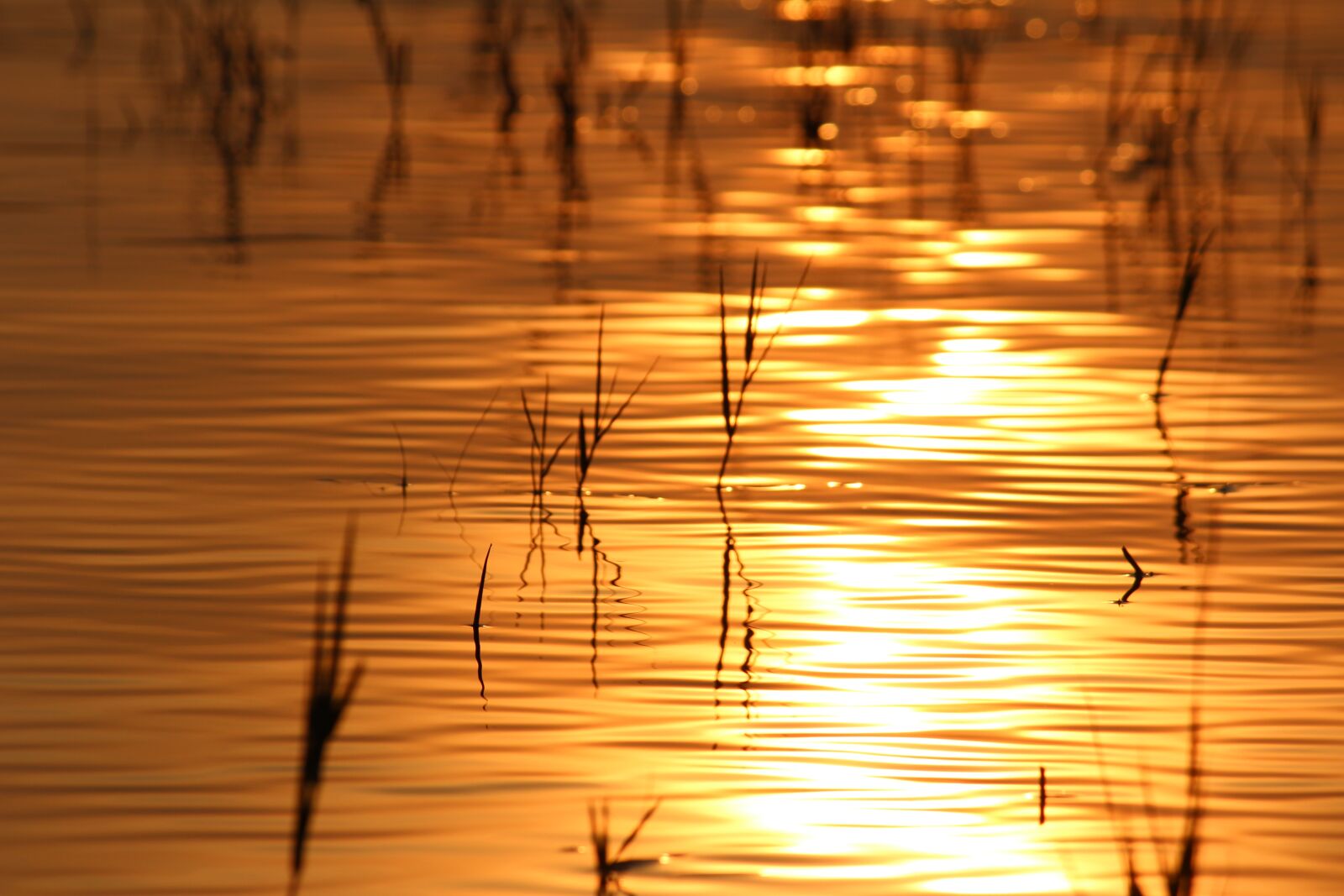 Canon EOS 1200D (EOS Rebel T5 / EOS Kiss X70 / EOS Hi) sample photo. Water, golden, sunset photography