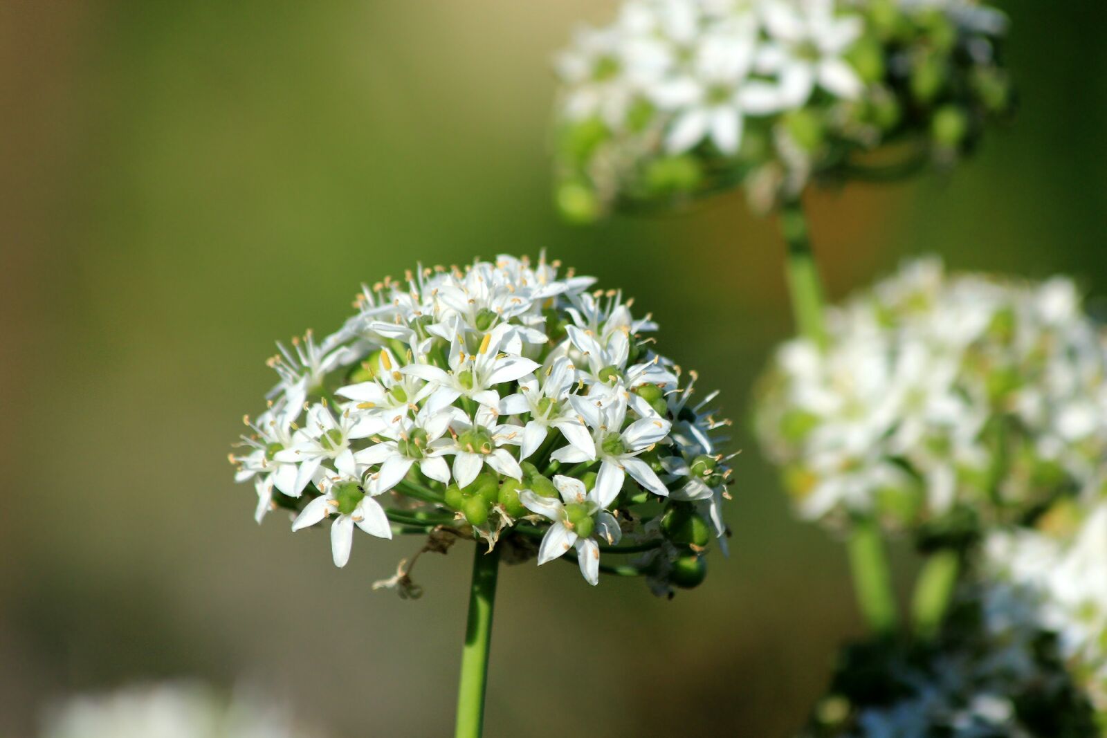Canon EOS 650D (EOS Rebel T4i / EOS Kiss X6i) sample photo. Ramsons, wild garlic, bear photography