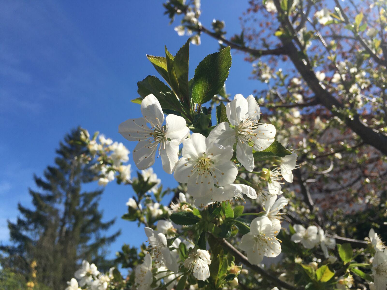 iPhone 6s Plus back camera 4.15mm f/2.2 sample photo. Palm sunday, cherry blossom photography