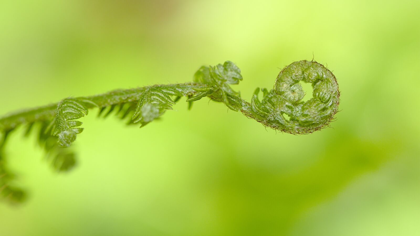 Canon EOS M5 sample photo. Fern, green, spring photography