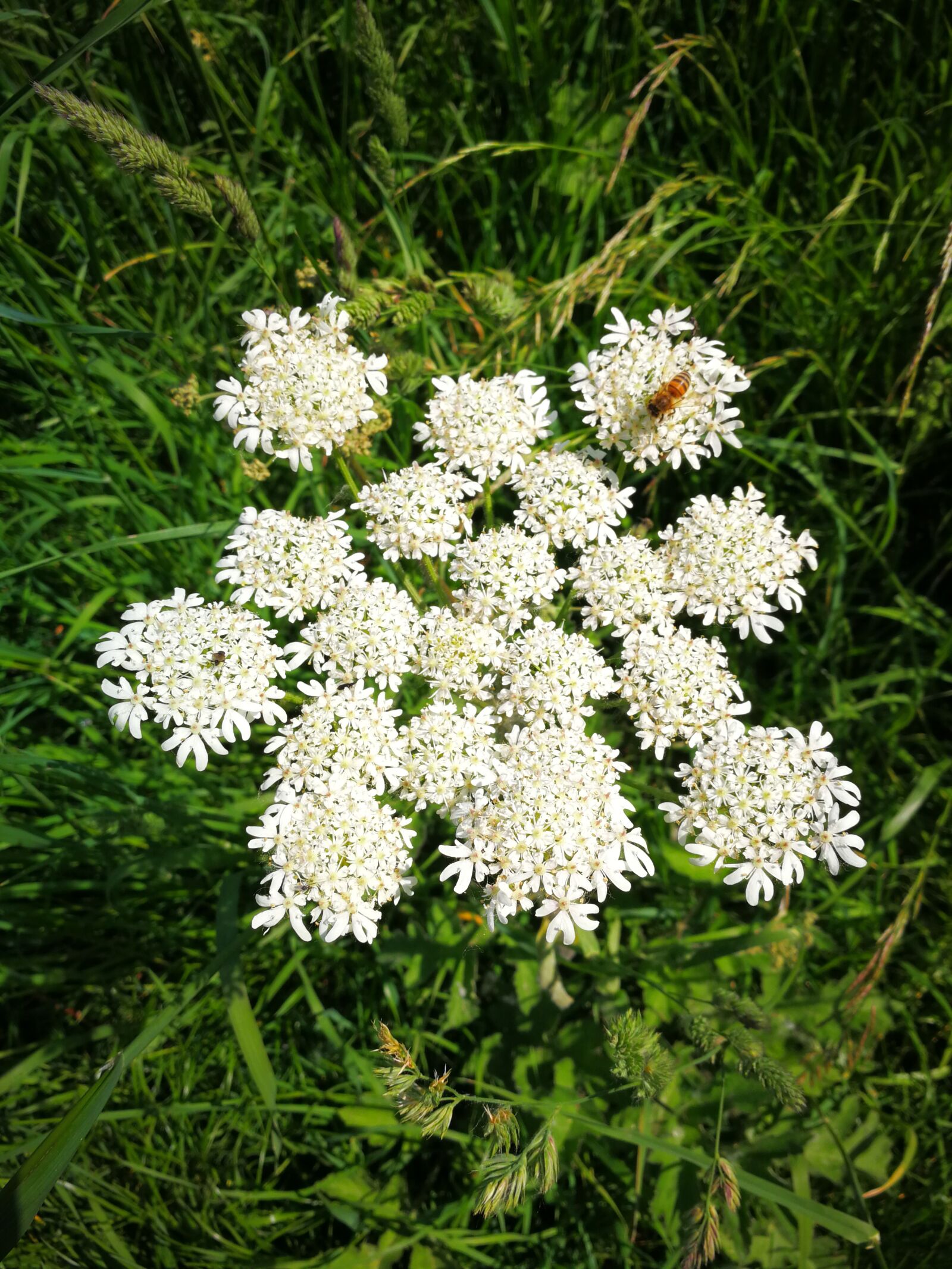 HUAWEI Mate 9 sample photo. Meadow, wild flower, nature photography