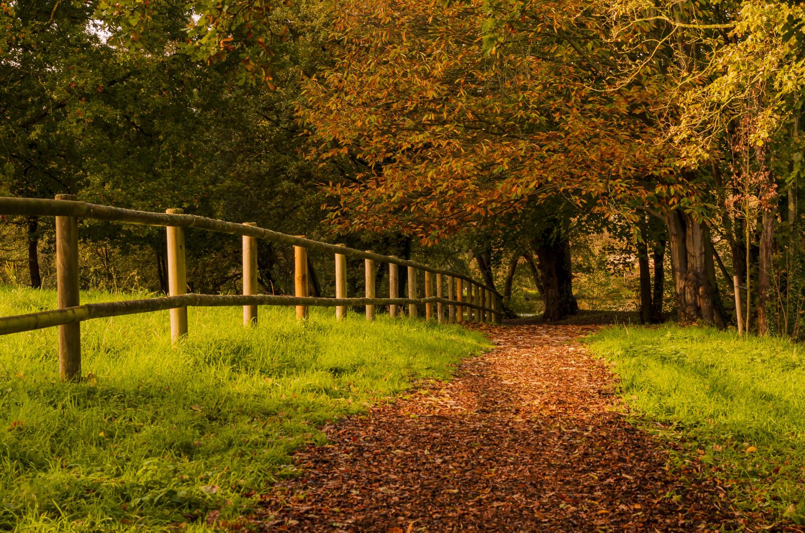 Nikon D7000 sample photo. Color, season, fall photography
