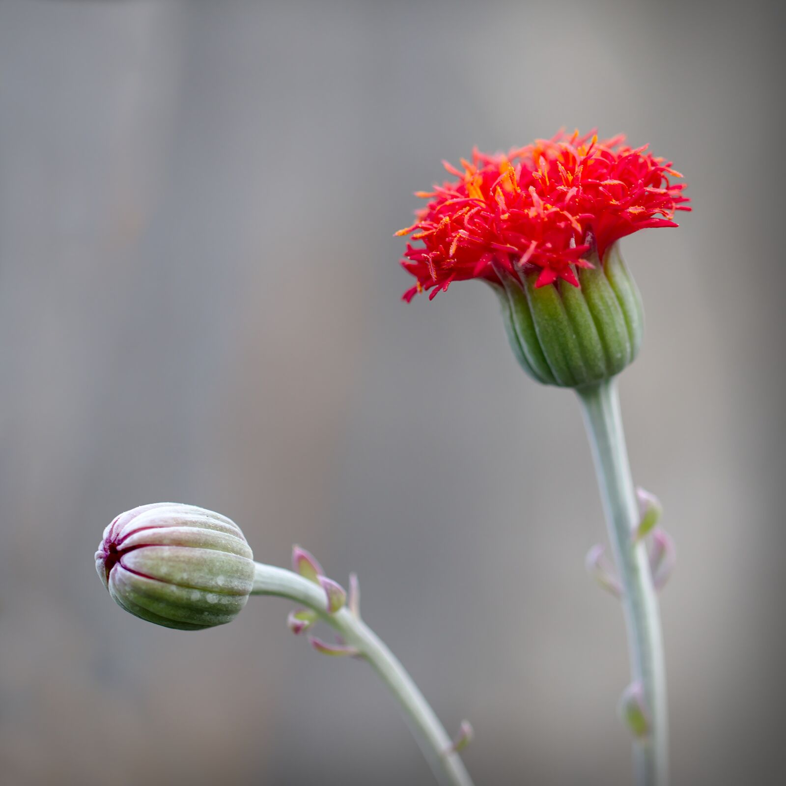 Canon EOS M5 sample photo. Flower, nature, plant photography