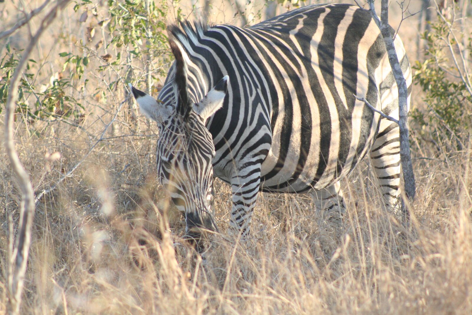 Canon EOS 350D (EOS Digital Rebel XT / EOS Kiss Digital N) sample photo. Mammal, animal, grazing zebra photography