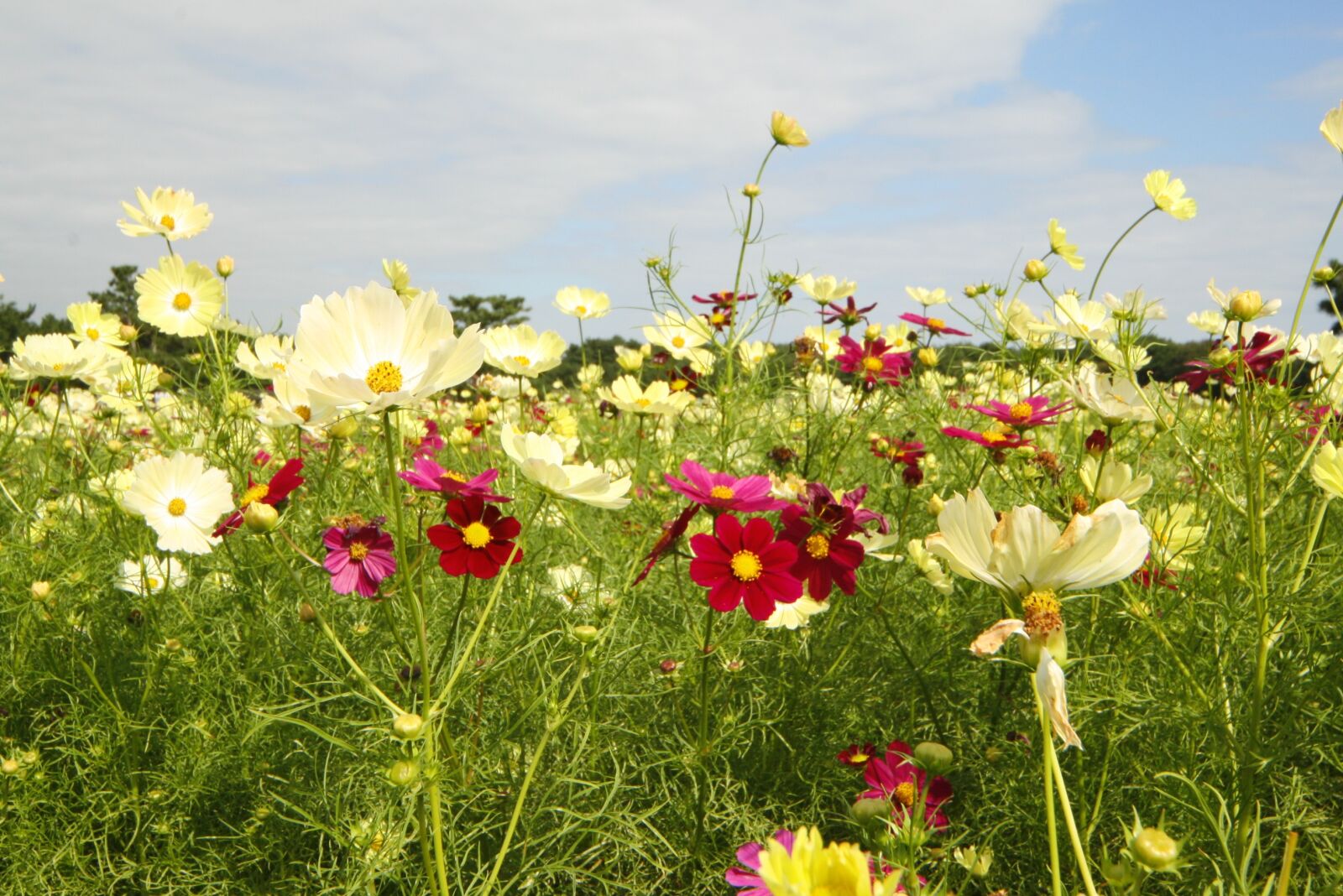Canon EOS 400D (EOS Digital Rebel XTi / EOS Kiss Digital X) sample photo. Flowers, landscape, cosmos photography