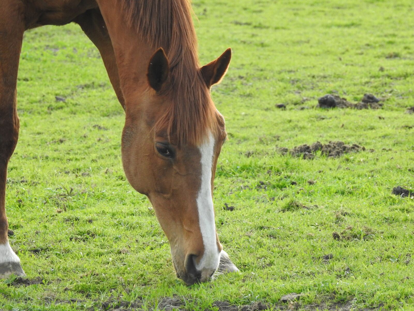 Nikon Coolpix P900 sample photo. Lawn, mammals, pasture land photography