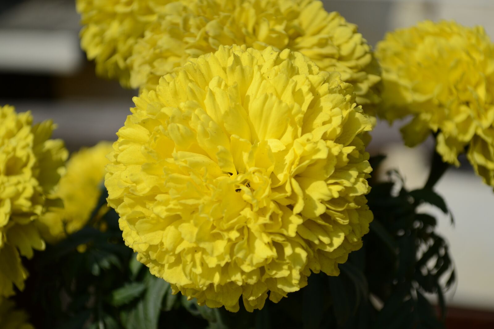 Nikon D3100 sample photo. Flower, genda, yellow photography