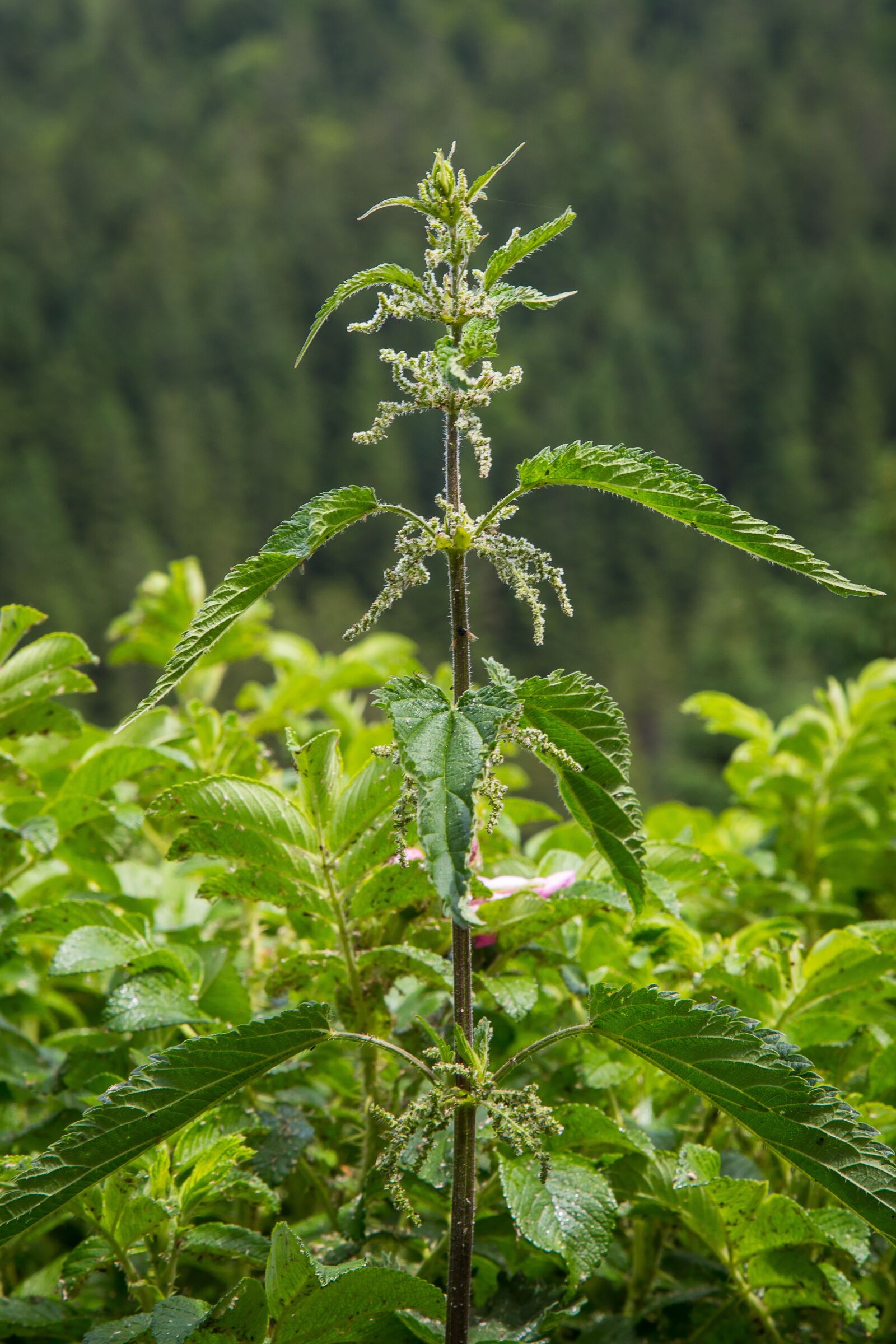 Canon EF 24-105mm F4L IS USM sample photo. Stinging nettle, wild plant photography