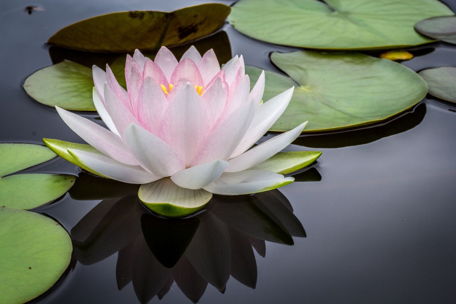 Canon EOS 60D + Canon EF 50mm F1.8 STM sample photo. Flower, lily, pond photography