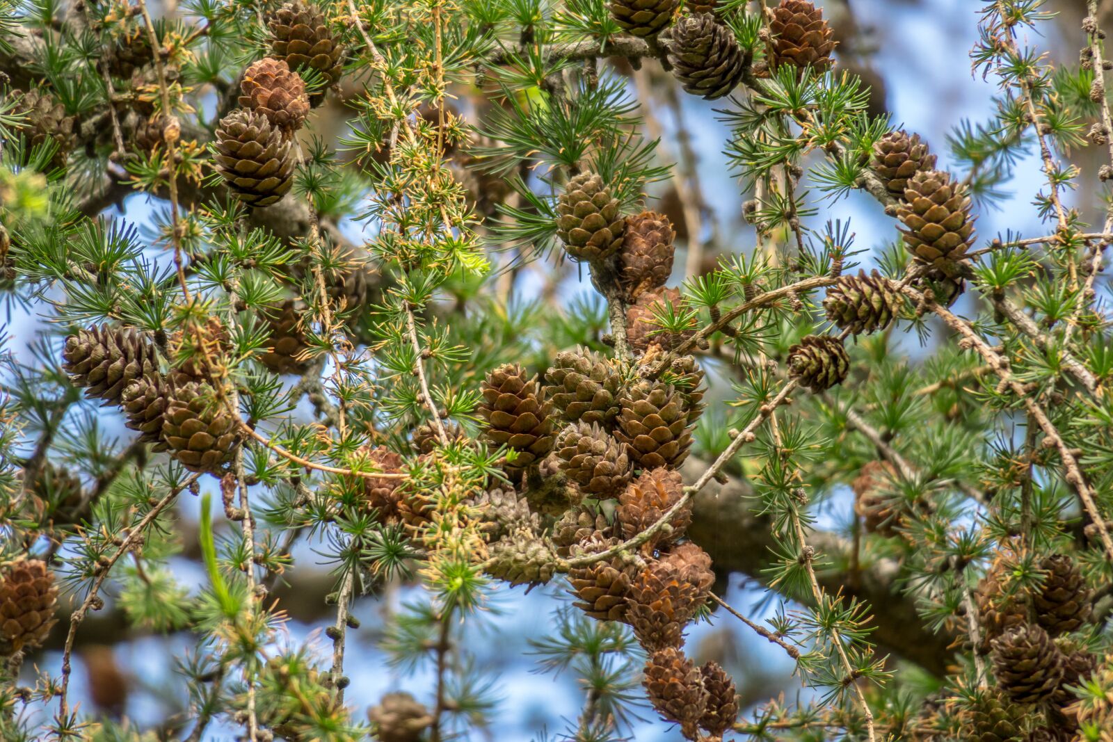 Canon PowerShot G3 X sample photo. Larch, conifer, tap photography