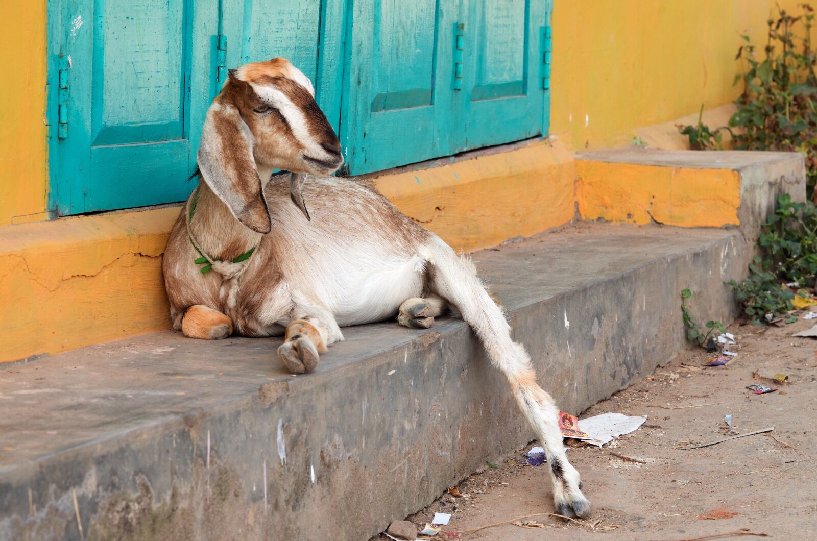 Nikon D7000 sample photo. Animal, goat, india photography