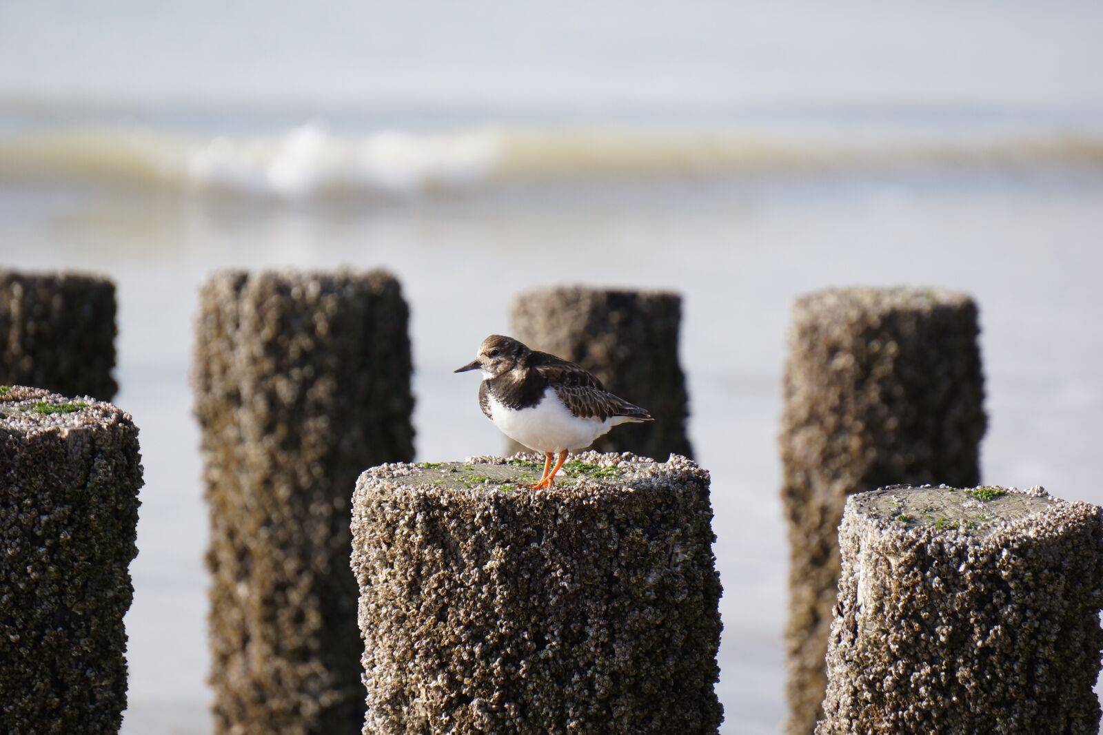 Sony Alpha NEX-7 + Sony E 55-210mm F4.5-6.3 OSS sample photo. Ringed plover, sea, sandpiper photography