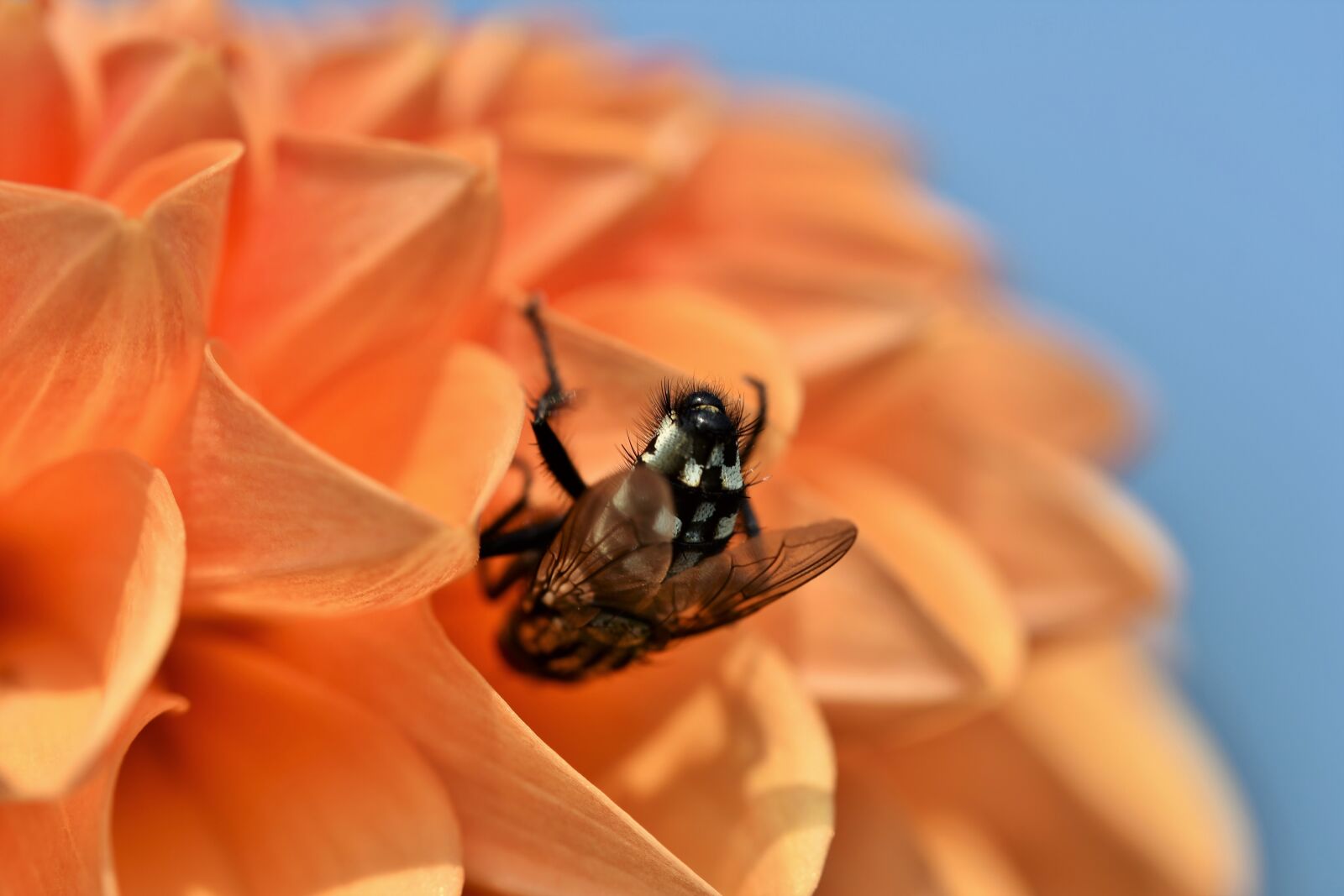 Nikon D7200 sample photo. Fly, insect, blossom photography