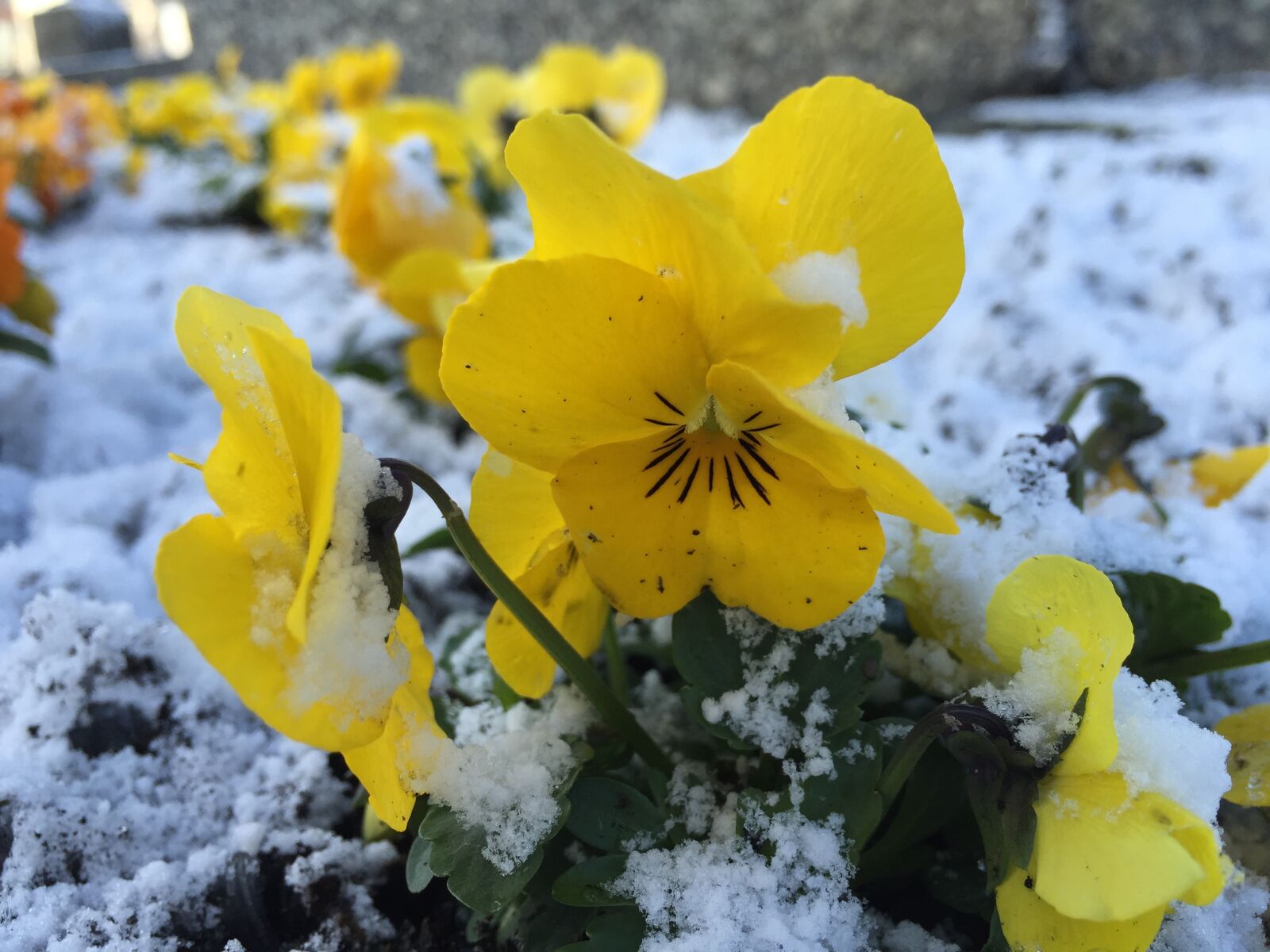 iPhone 6 back camera 4.15mm f/2.2 sample photo. Flower, yellow photography