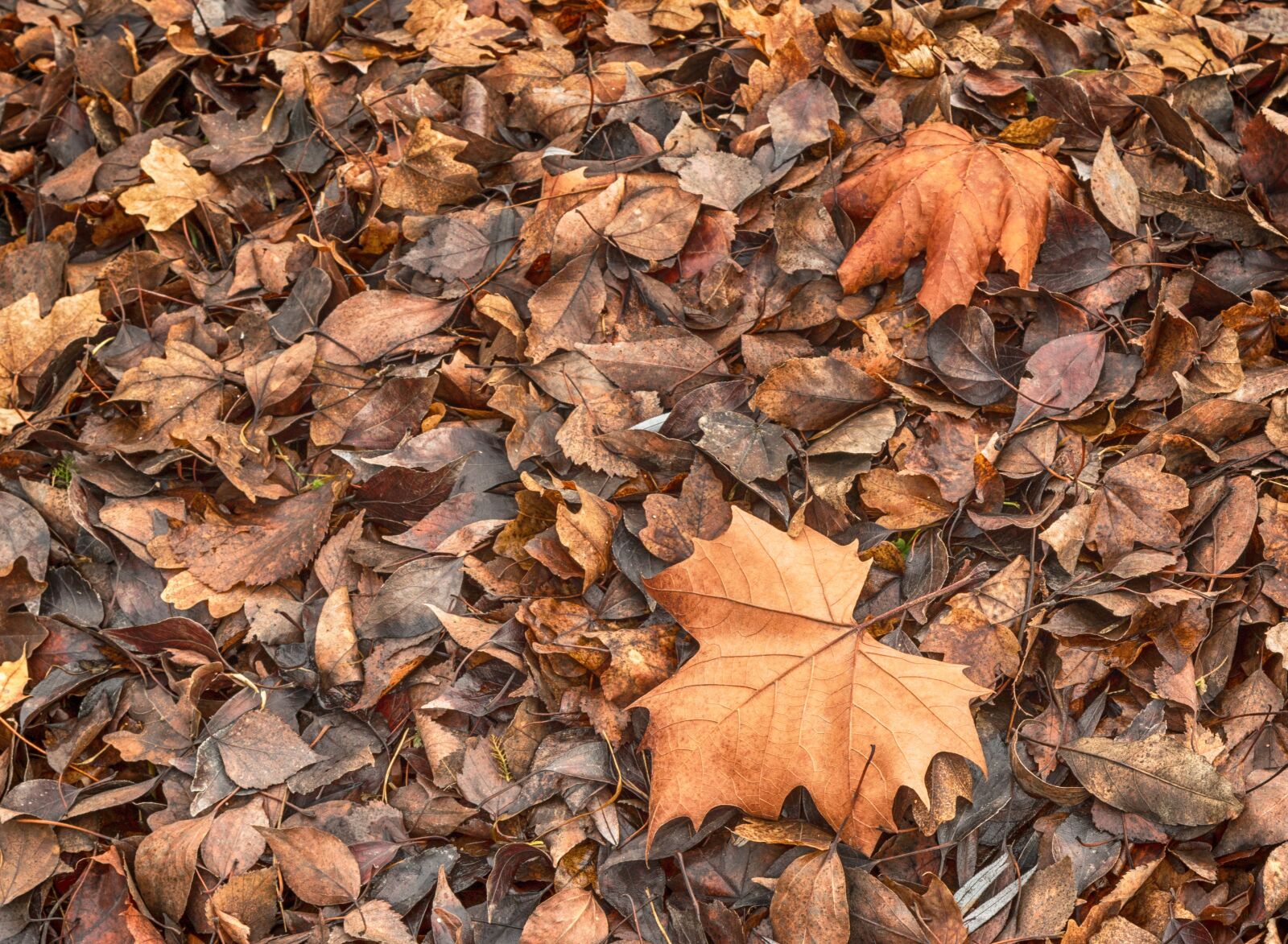Canon EOS 70D + Canon EF 24-105mm F4L IS USM sample photo. Autumn, autumn leaves, brown photography