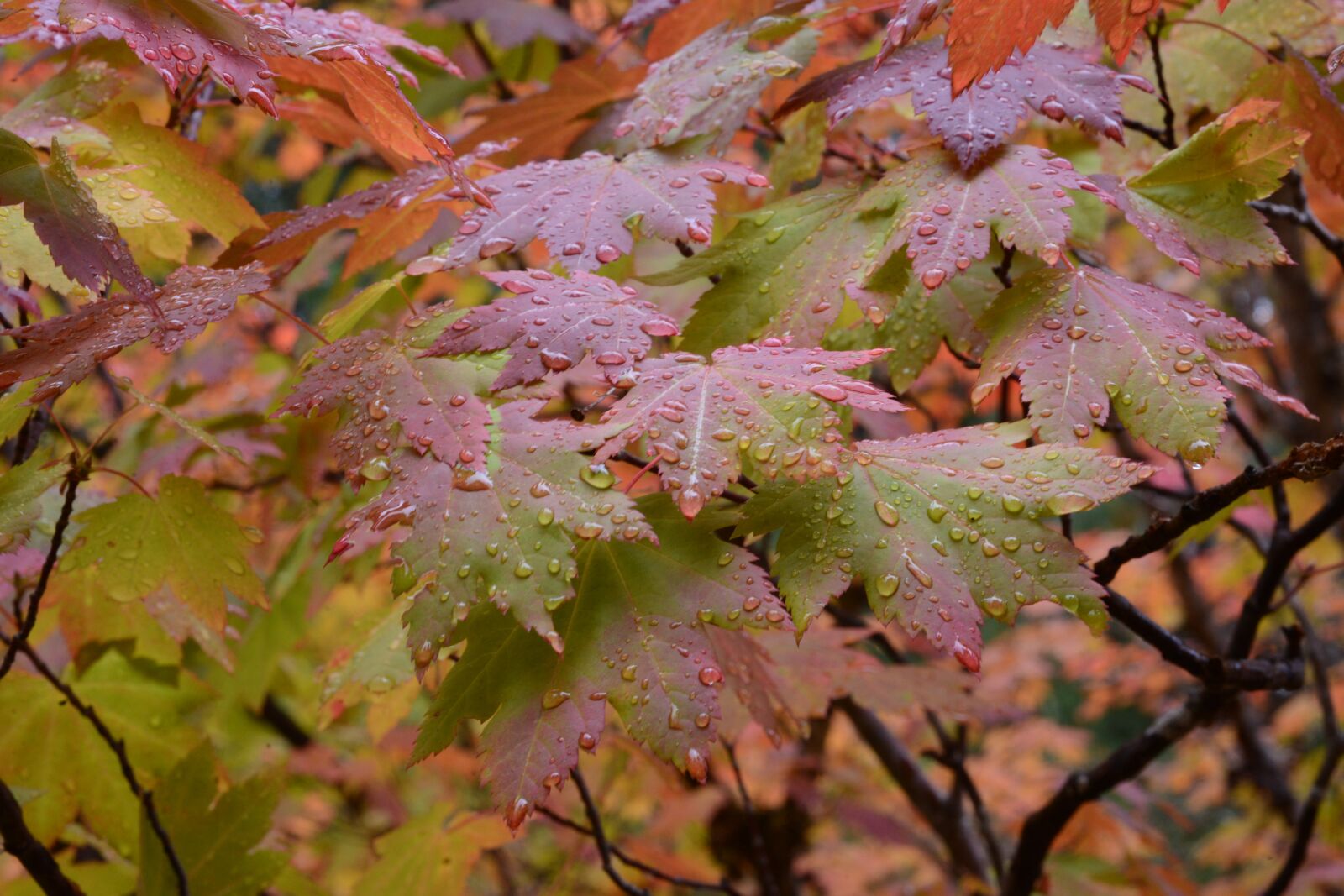 Nikon D600 sample photo. Autumn, leaves, nature photography