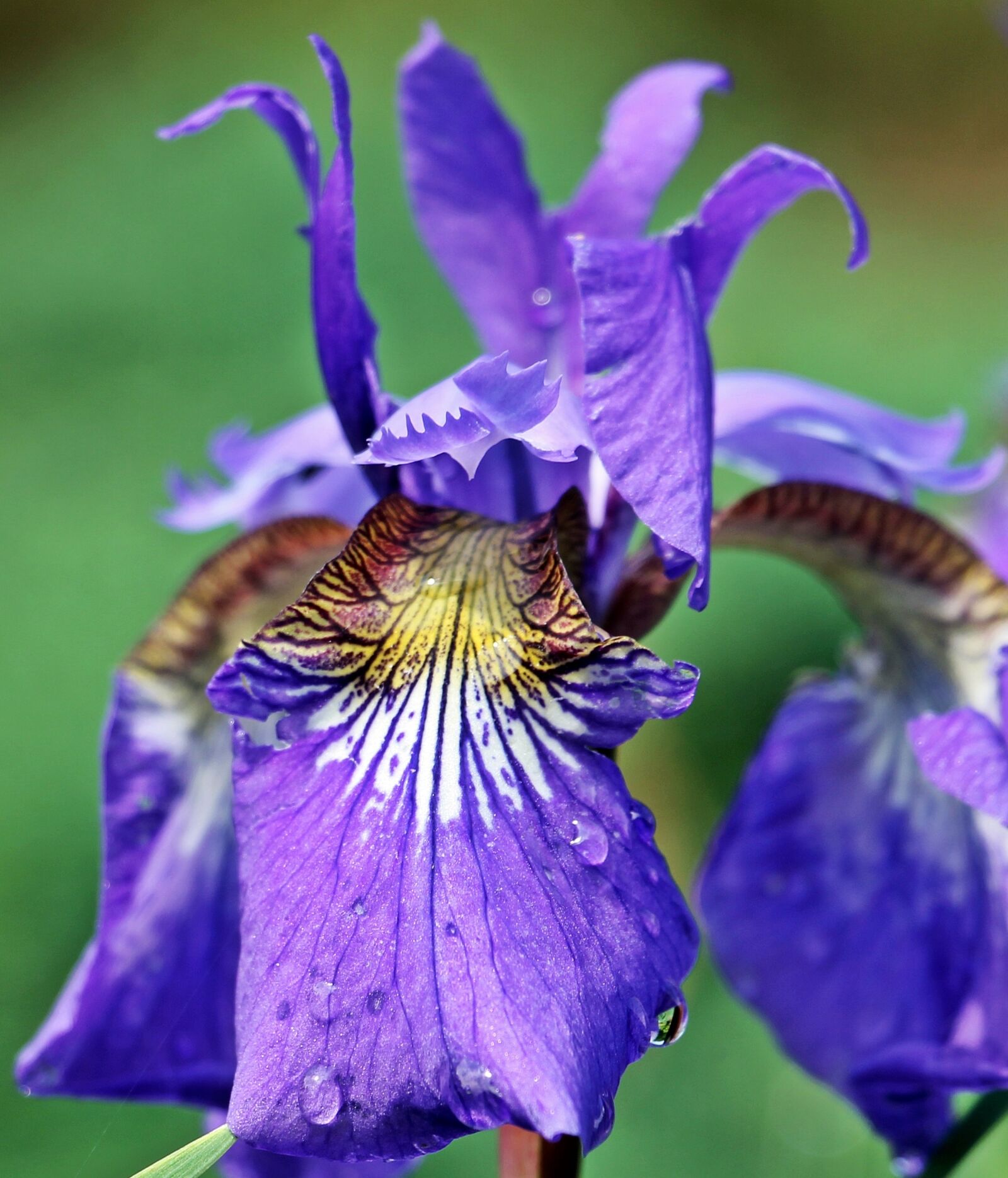 Canon EOS 550D (EOS Rebel T2i / EOS Kiss X4) sample photo. Iris, flower, blossom photography