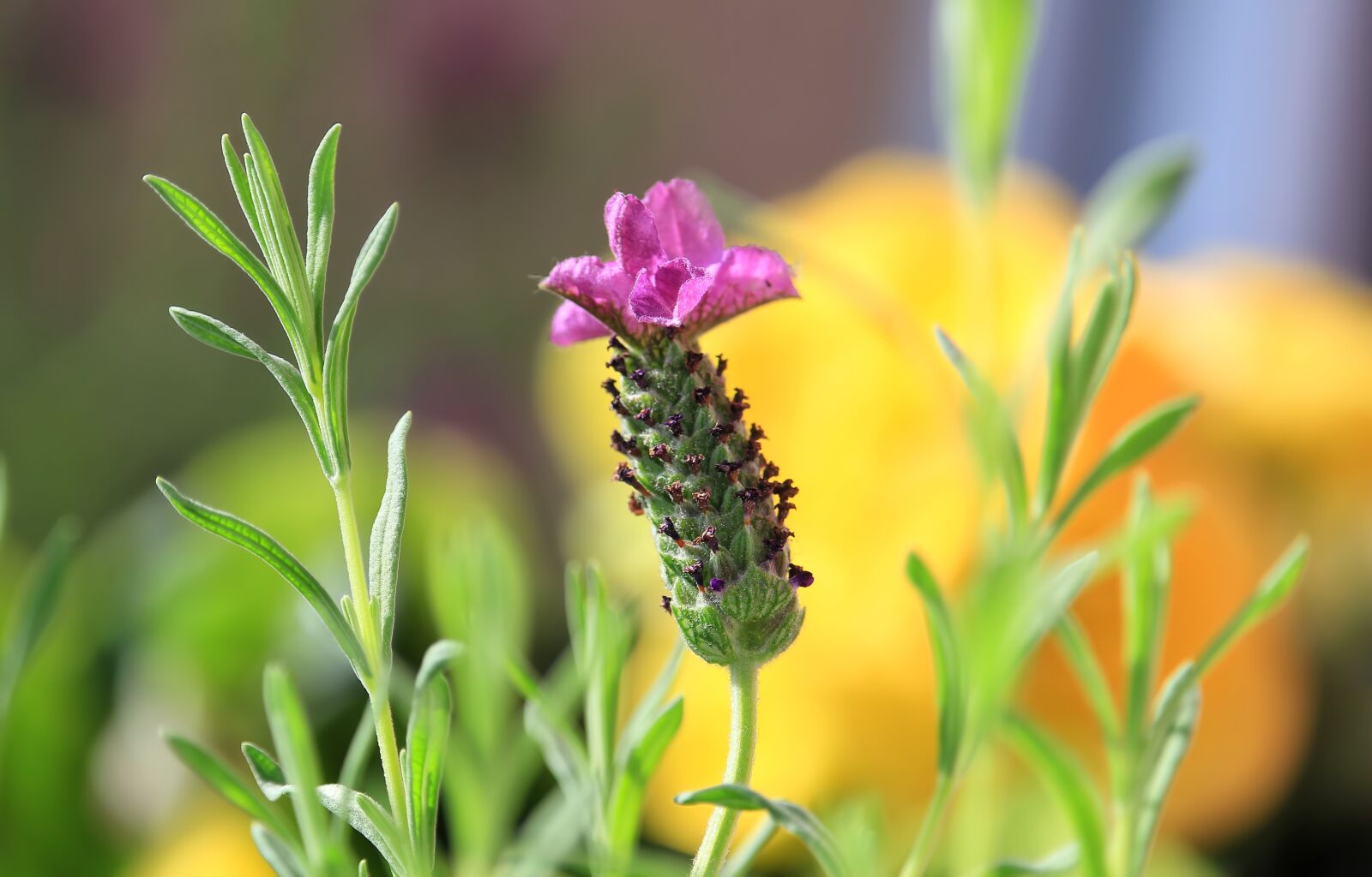 Canon EF-S 55-250mm F4-5.6 IS STM sample photo. Lavender, blossom, colors photography