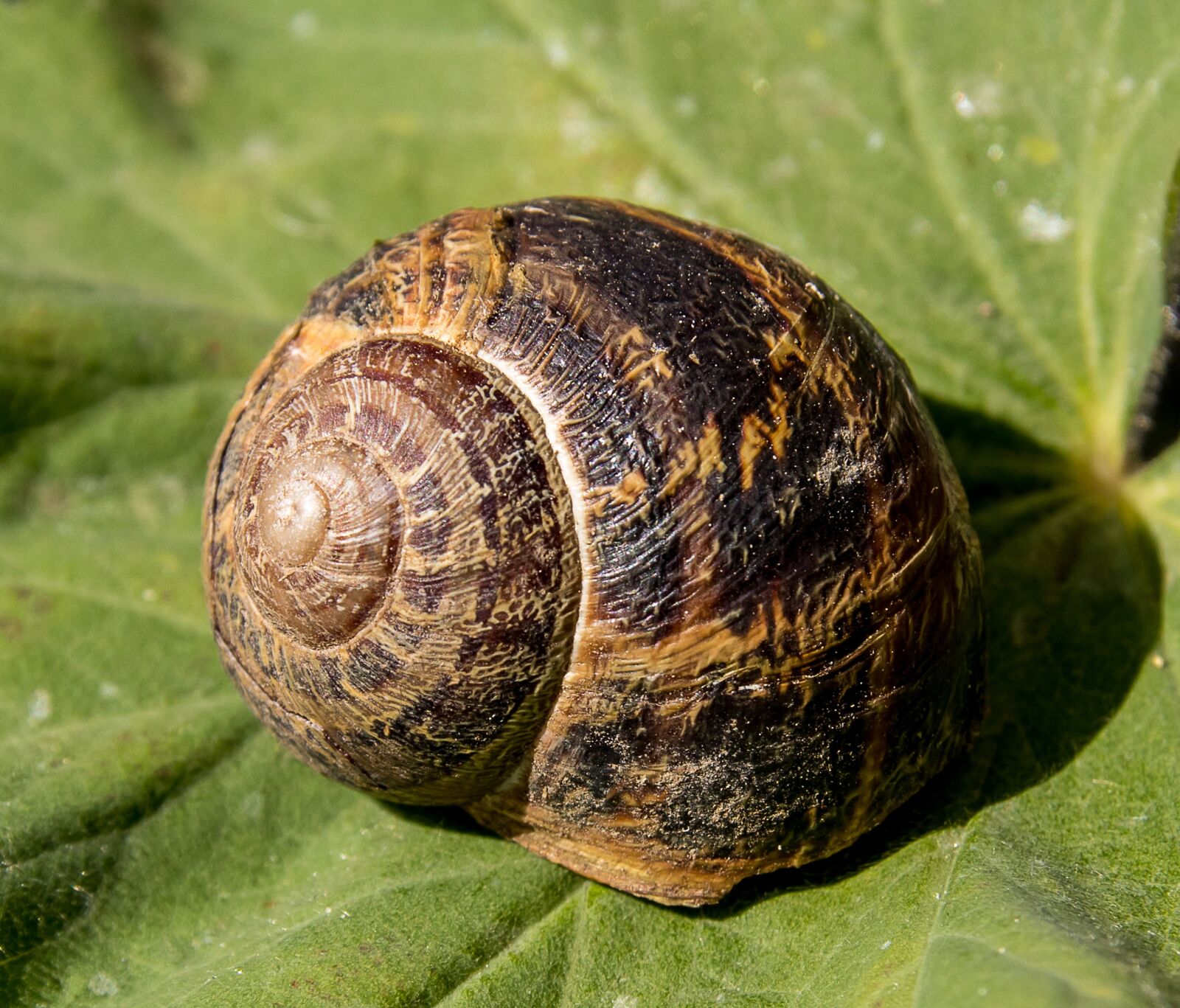 Canon EOS 80D sample photo. Shell, snail, animal photography