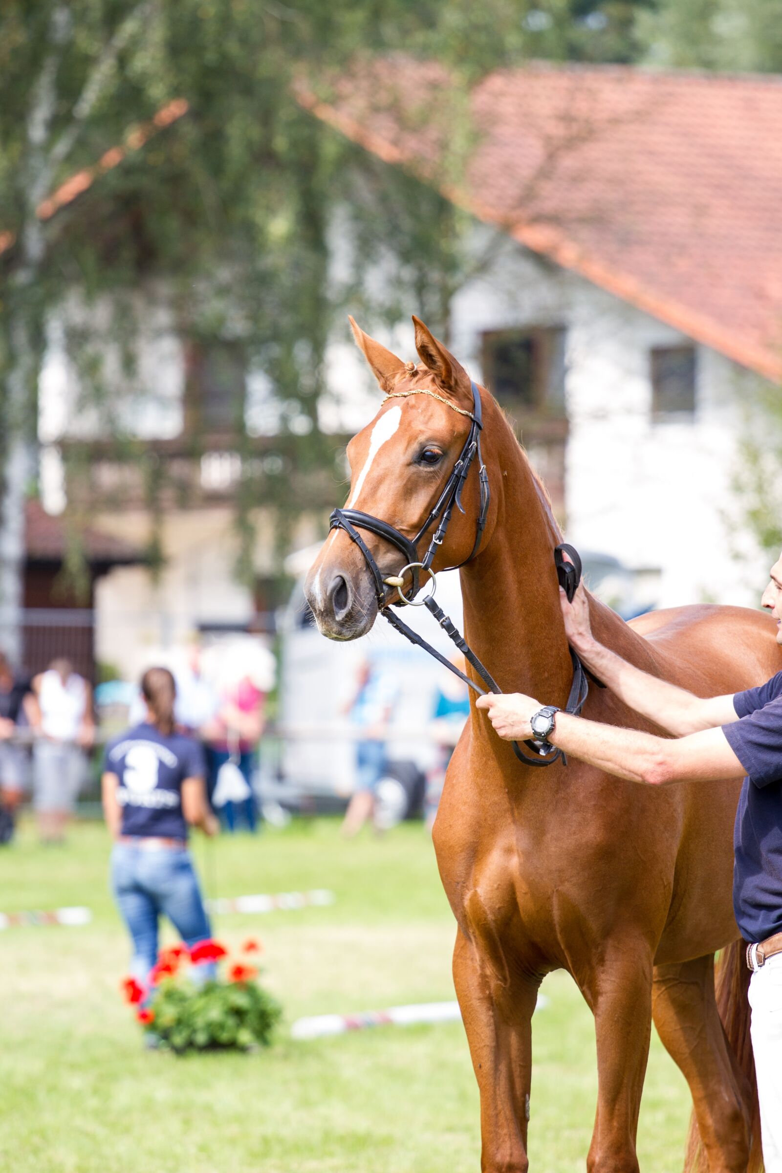 Canon EOS 7D + Canon EF 70-200mm F4L USM sample photo. Horses, sporthorses, youngster photography