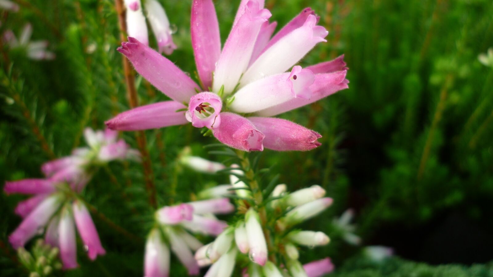 Panasonic Lumix DMC-FS6 sample photo. Buds-heath, flower, pink photography