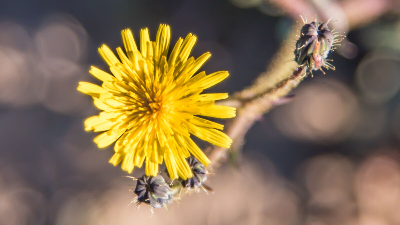 Nikon D750 sample photo. Flower, yellow, yellow flower photography