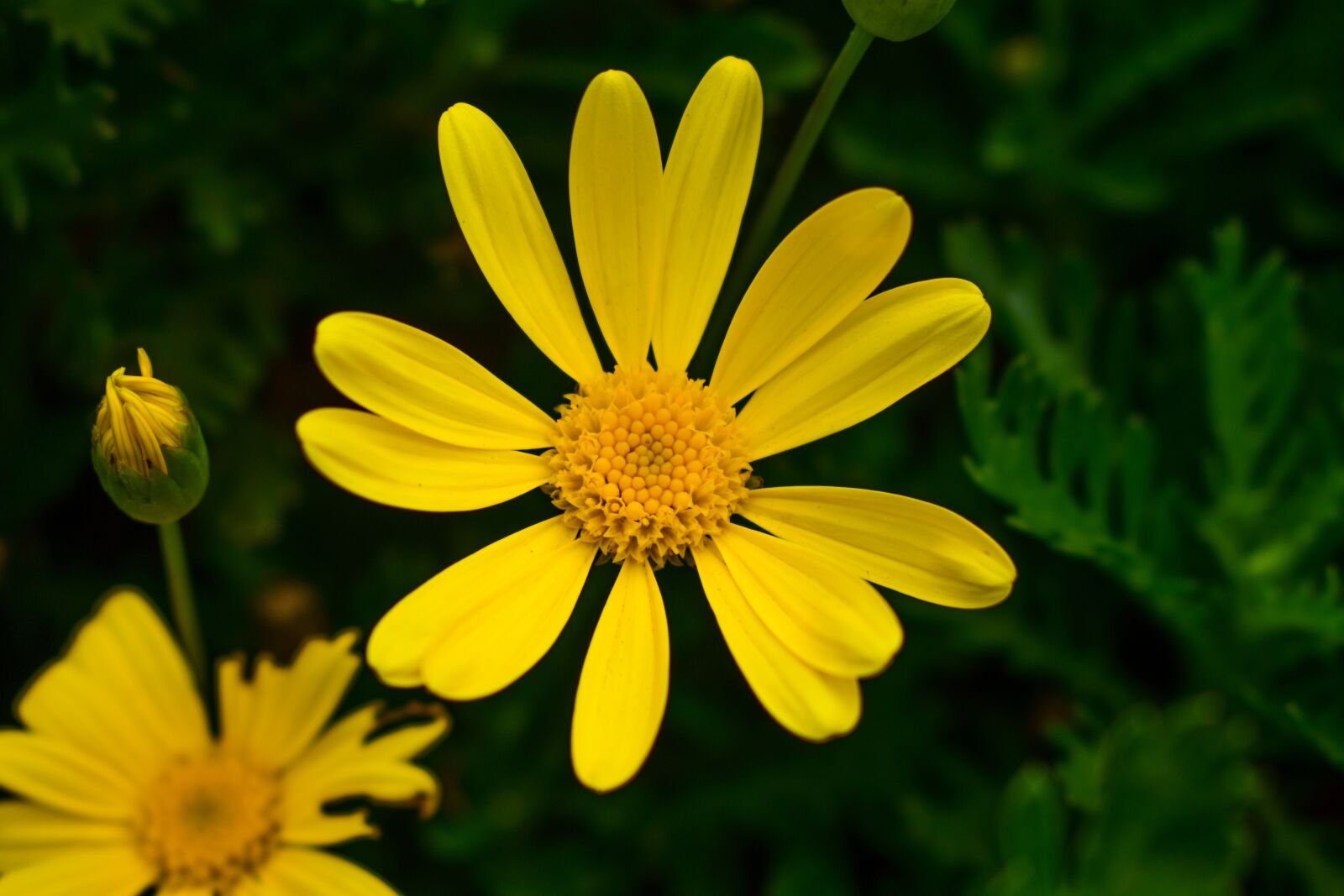 Nikon D3400 sample photo. Nature, plant, summer photography
