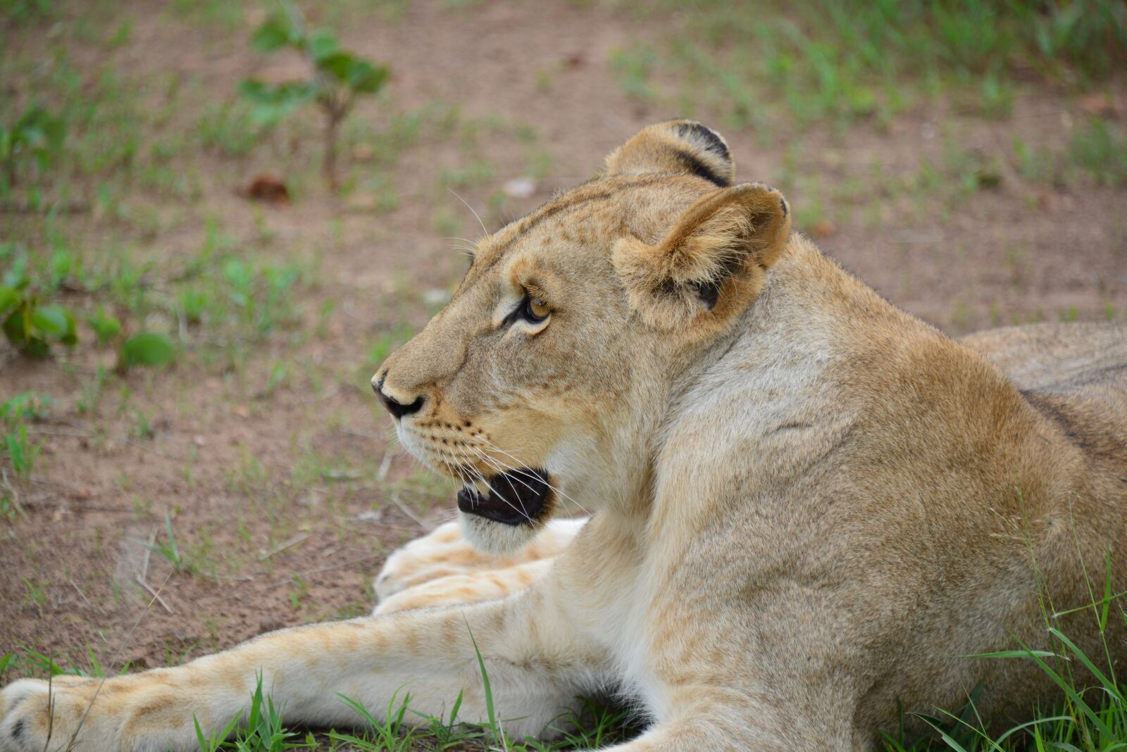 Nikon D800 sample photo. Lion, kruger national park photography