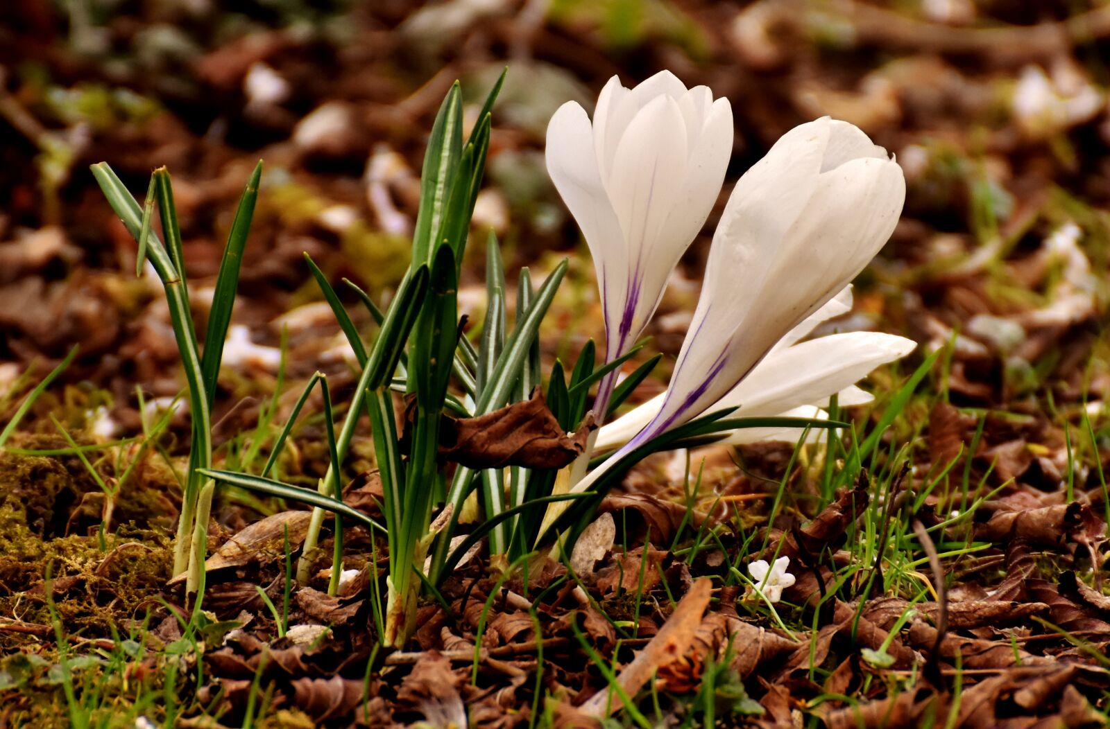Nikon D7200 sample photo. Crocus, flower, white photography