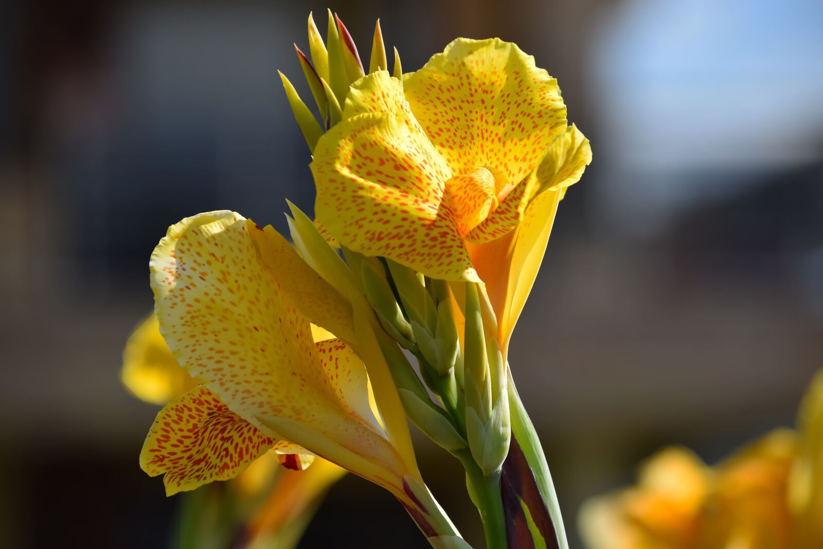 Nikon D5300 sample photo. Canna, blossom, bloom photography