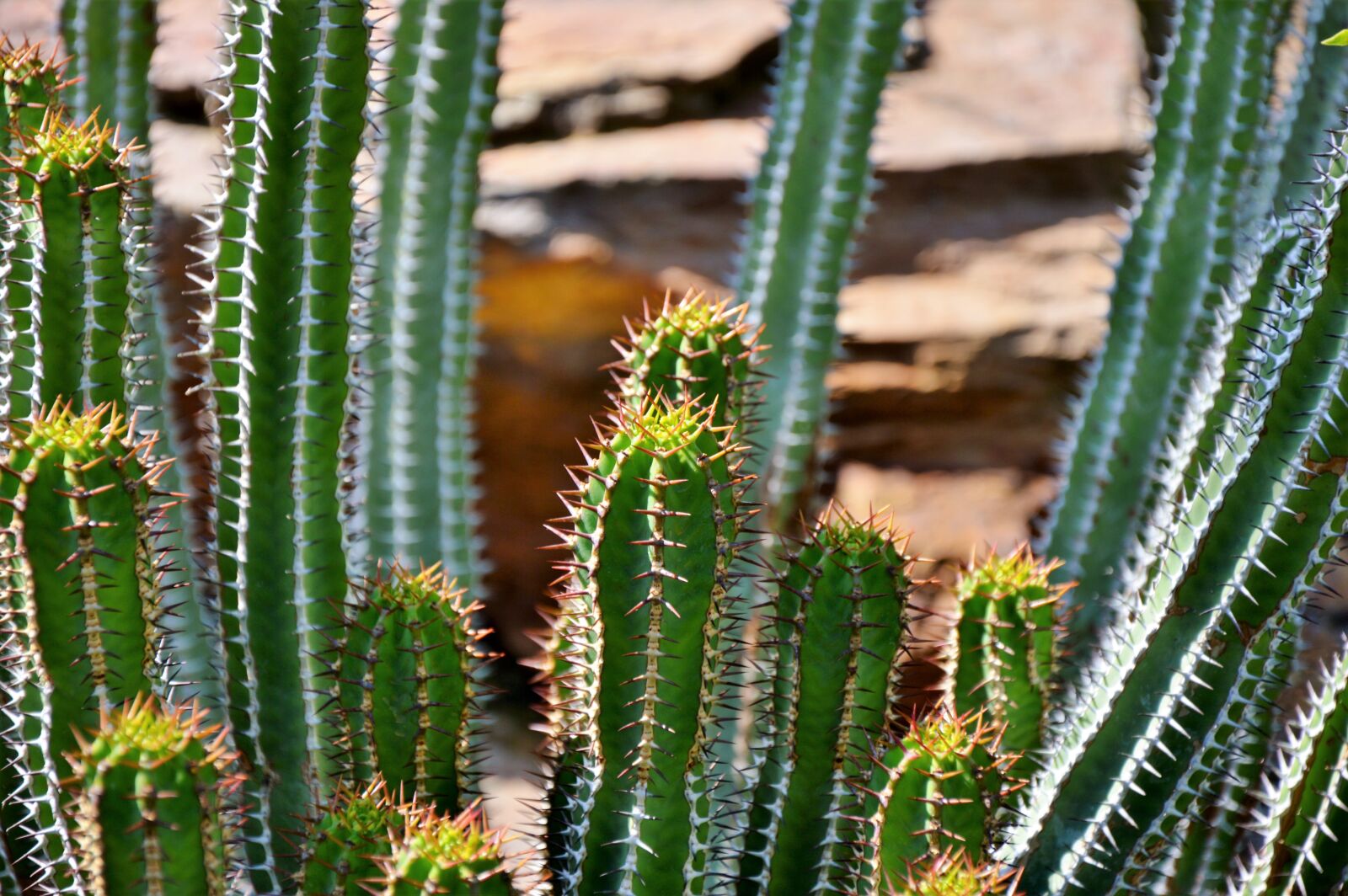 Nikon D3200 sample photo. Cactus, spur, green photography