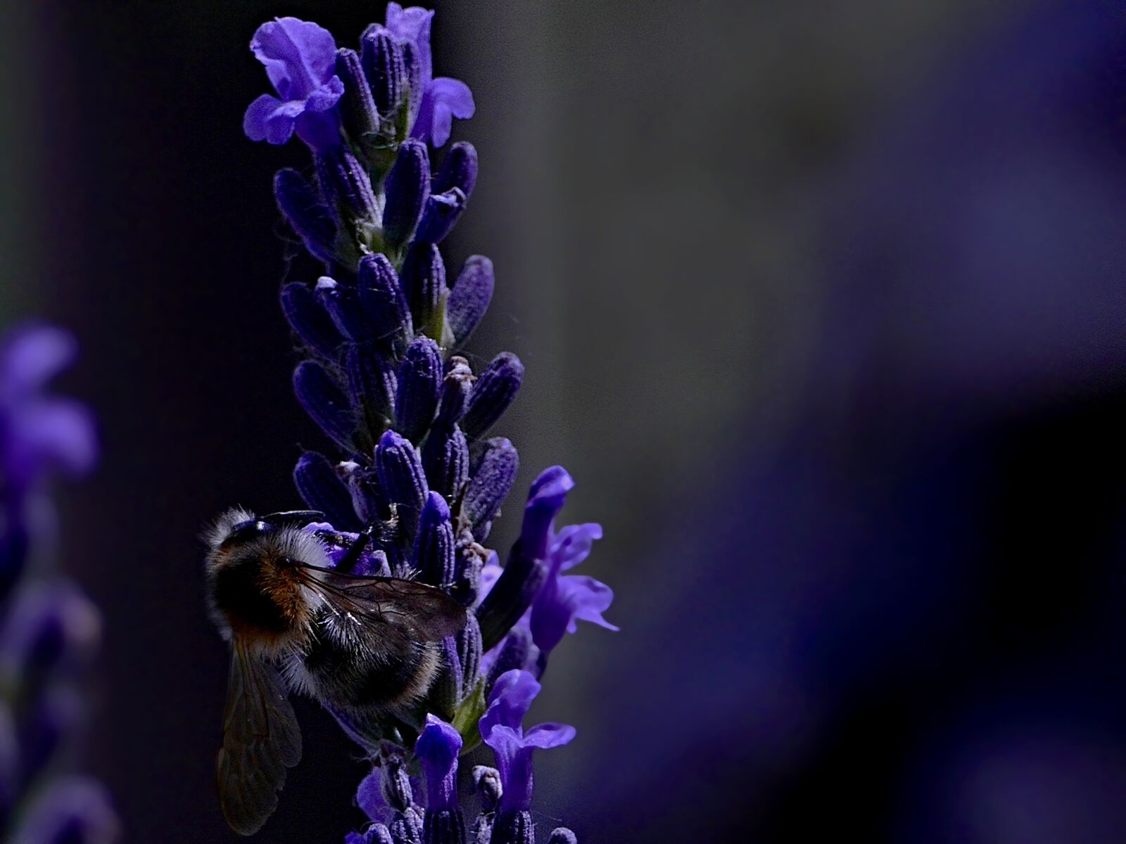 Panasonic Lumix DMC-FZ1000 sample photo. Bee, lavender, insects photography