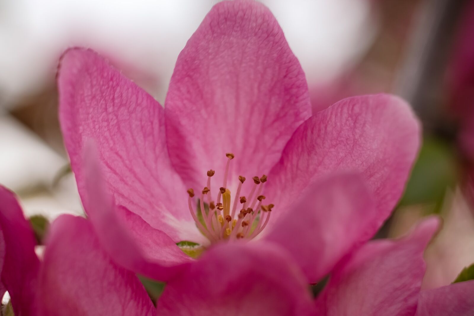 Fujifilm XF 55-200mm F3.5-4.8 R LM OIS sample photo. Flower, apple, heavenly photography