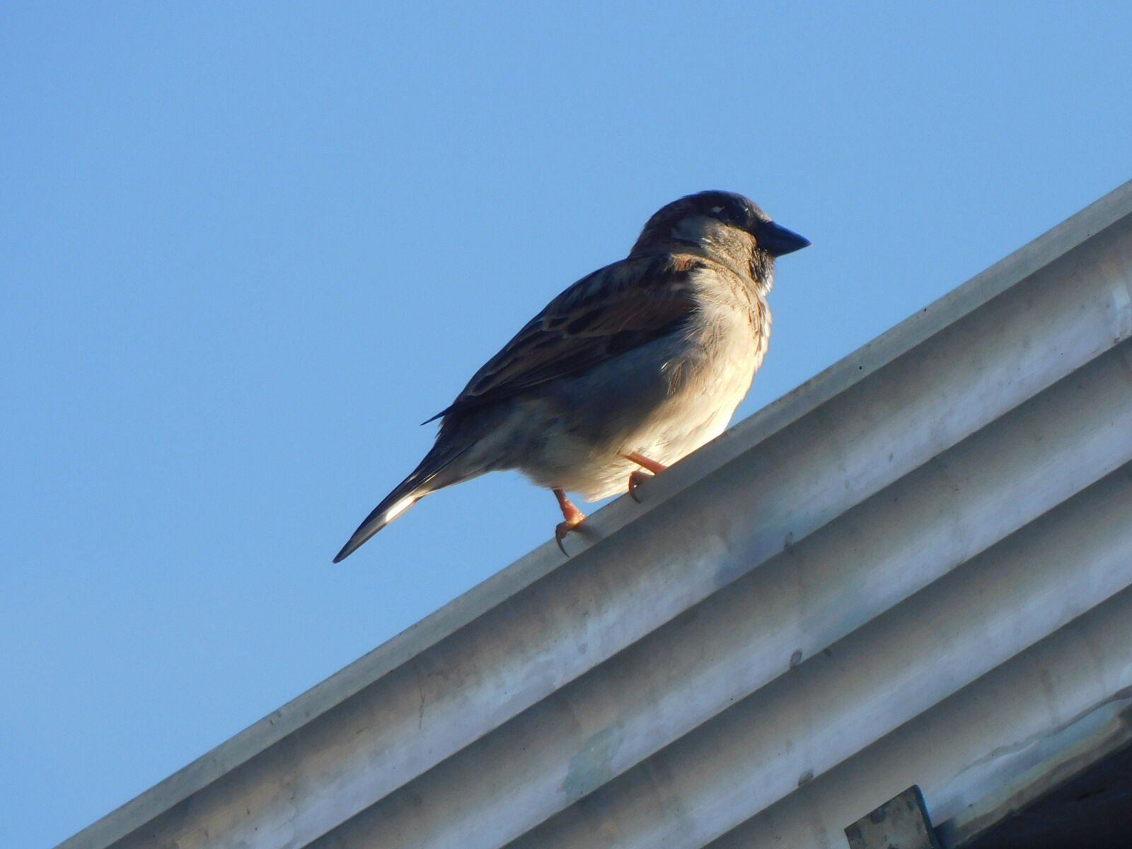 Nikon Coolpix B500 sample photo