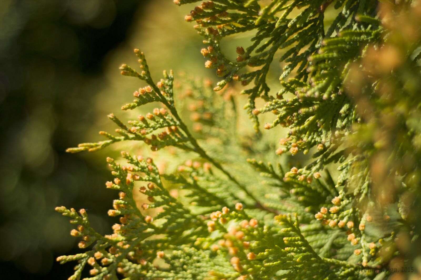 Canon EOS 550D (EOS Rebel T2i / EOS Kiss X4) + Canon EF 50mm F1.8 II sample photo. Abies, tree, bush photography