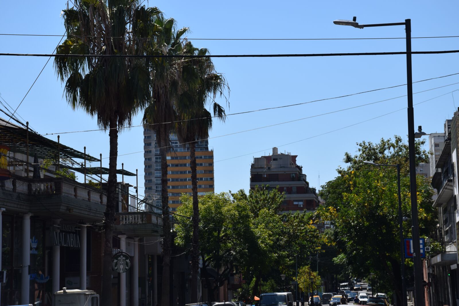 Nikon D5300 sample photo. City, argentina, palmier photography